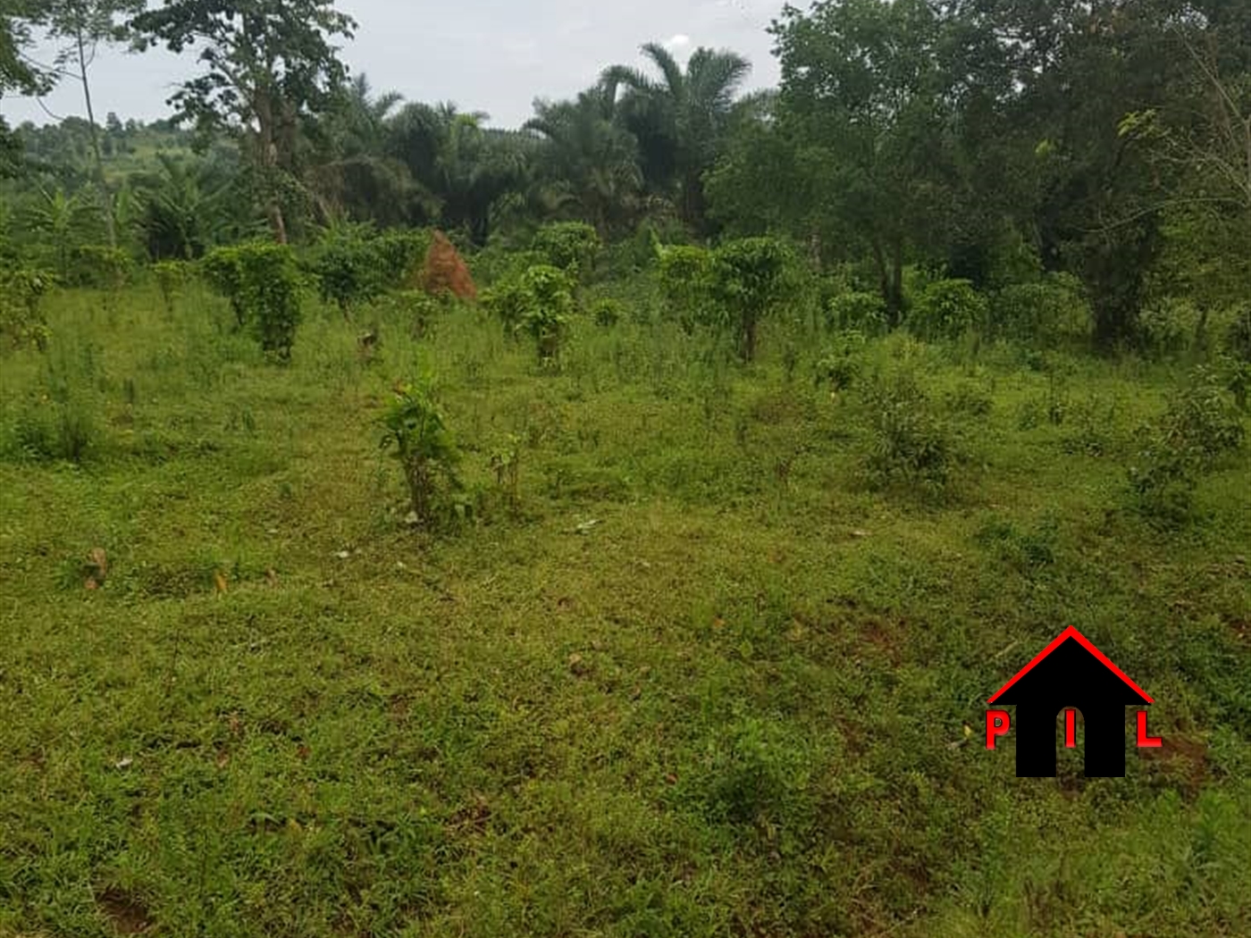 Agricultural Land for sale in Kalungi Nakasongola