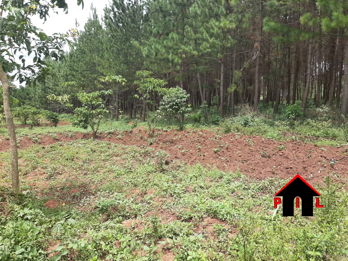 Agricultural Land for sale in Kalule Luweero