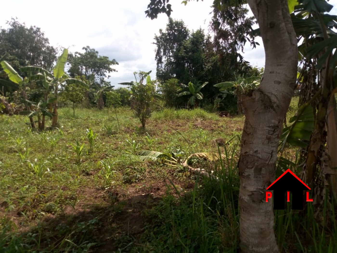 Commercial Land for sale in Vvumba Luweero