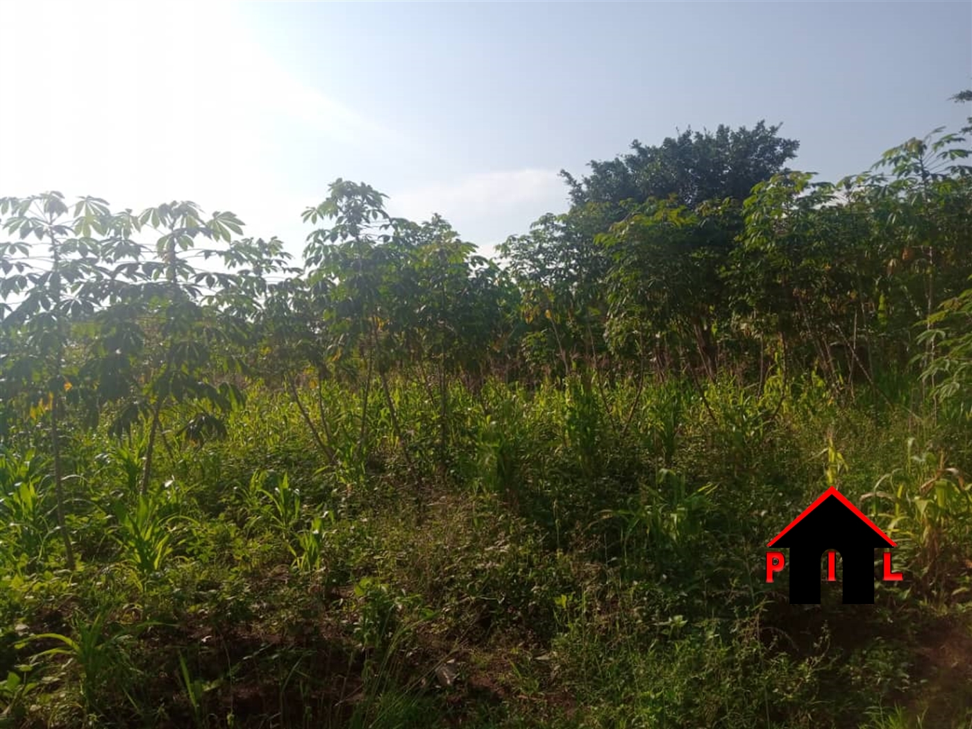 Agricultural Land for sale in Bulungi Nakaseke