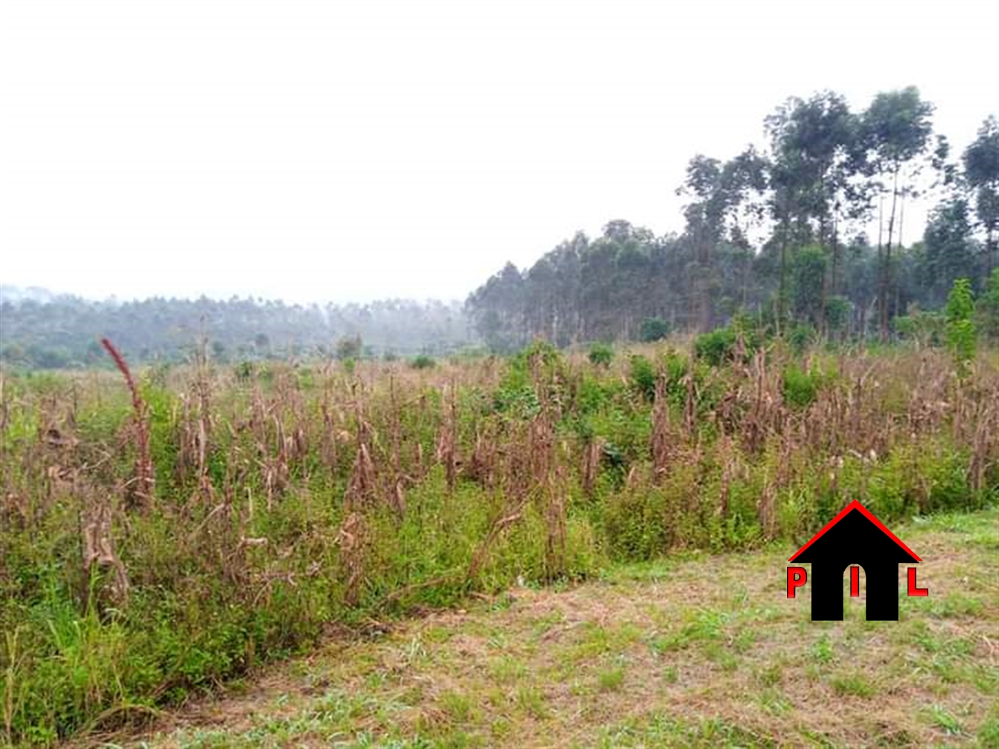 Agricultural Land for sale in Bukeelele Wakiso