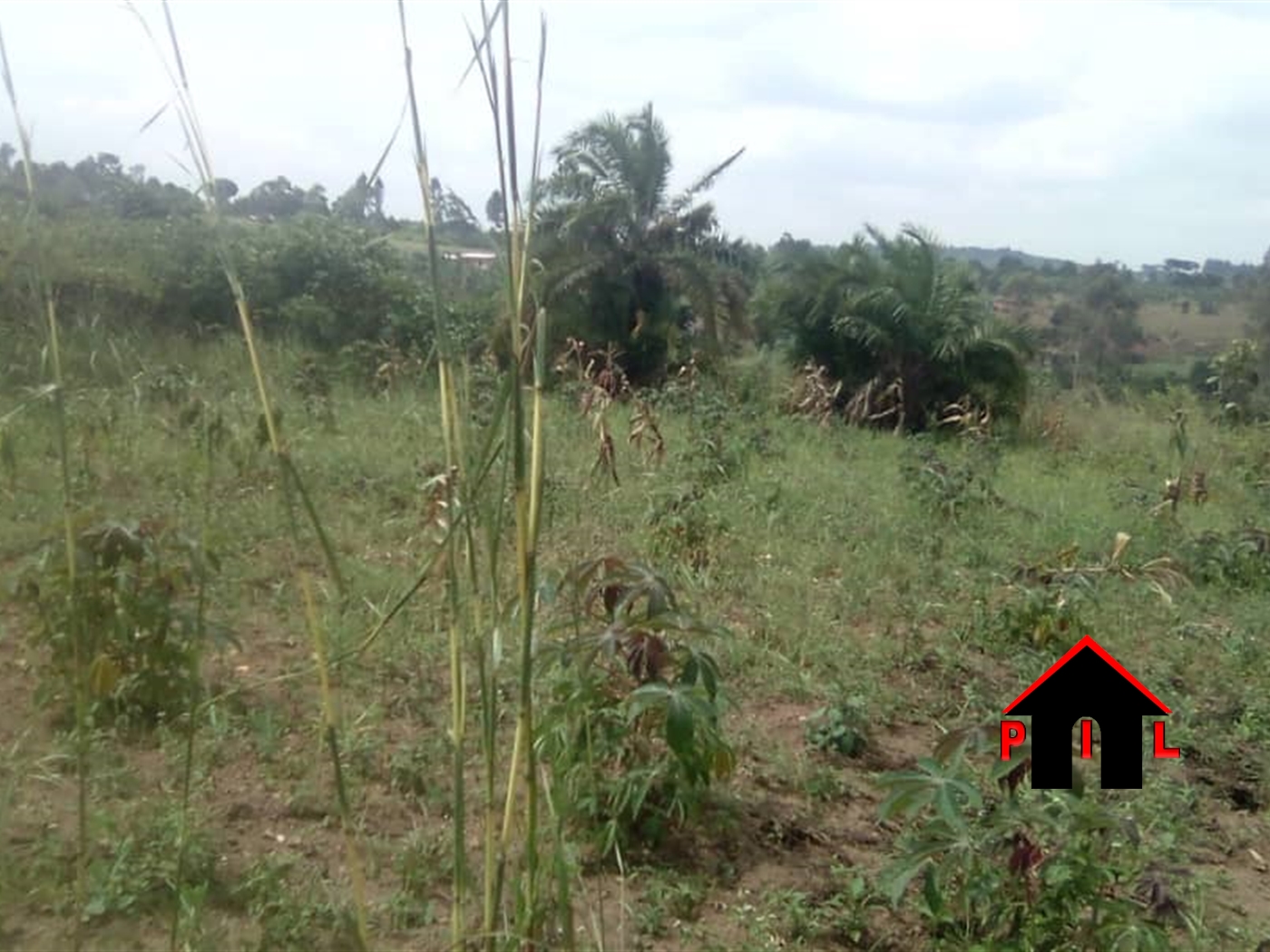 Agricultural Land for sale in Mabanga Mpigi
