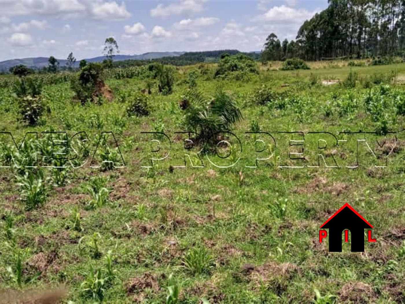 Agricultural Land for sale in Bulera Mityana