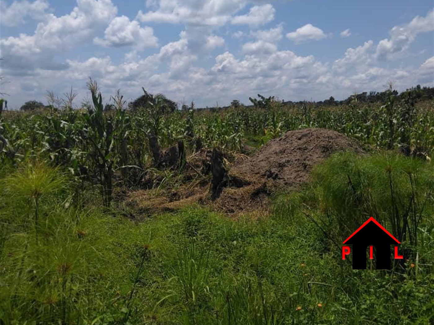 Agricultural Land for sale in Kanyanda Nakaseke