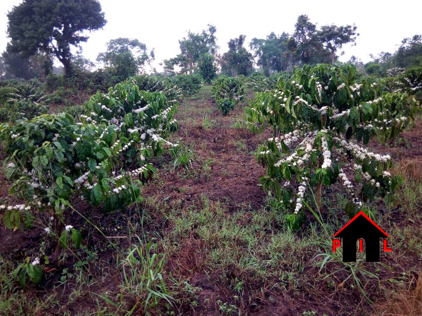 Agricultural Land for sale in Myanzi Mityana