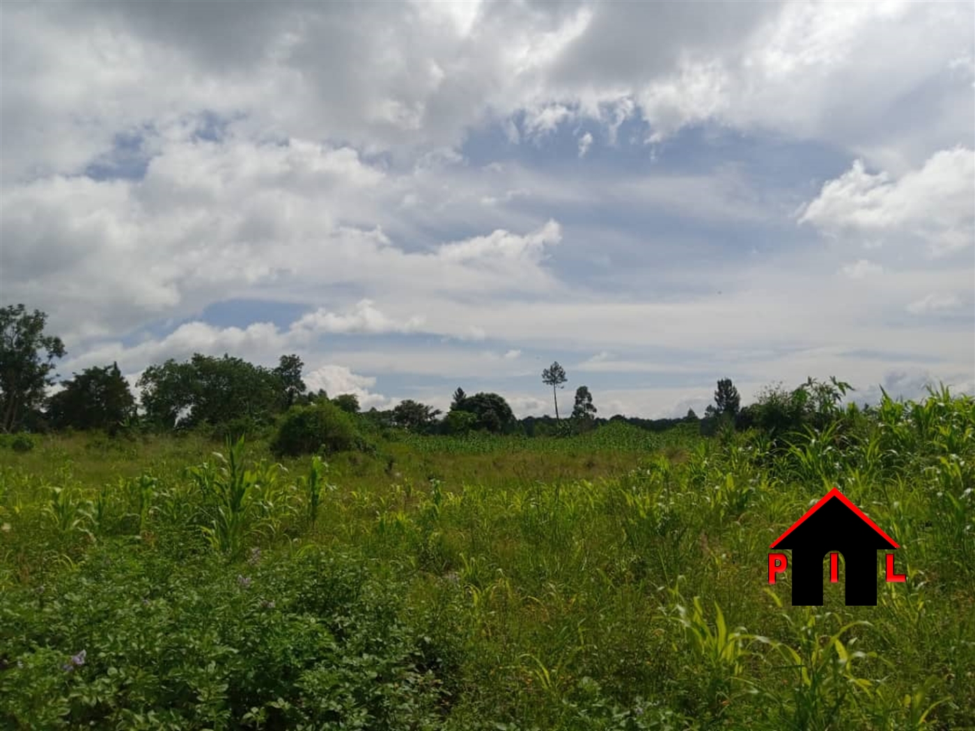 Agricultural Land for sale in Nsege Luweero