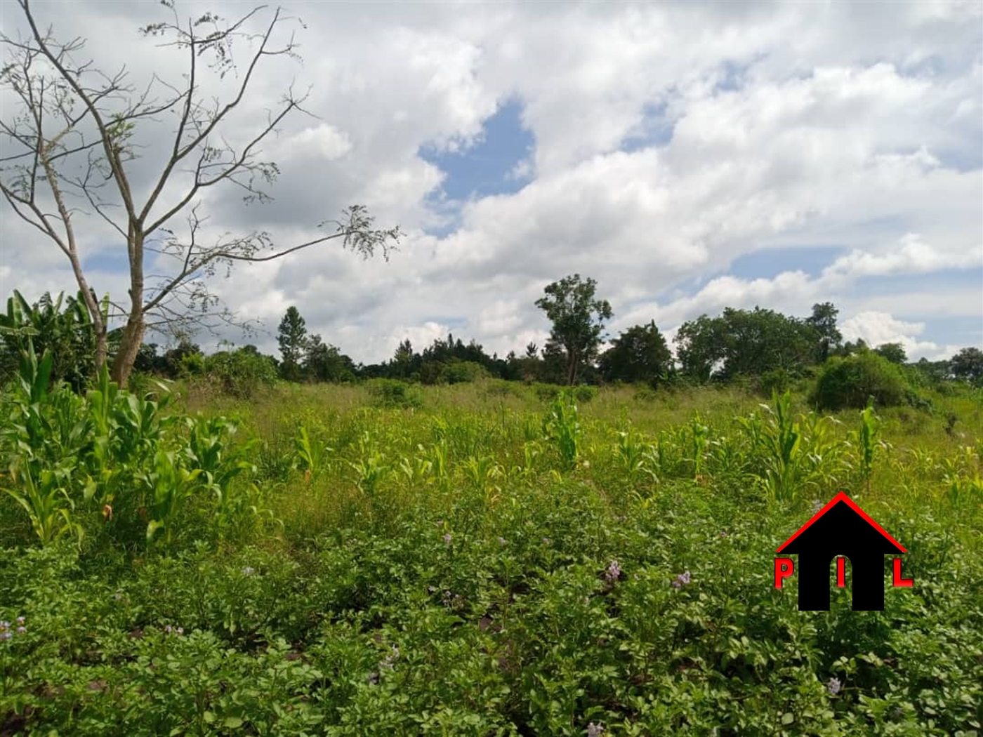 Agricultural Land for sale in Nsege Luweero
