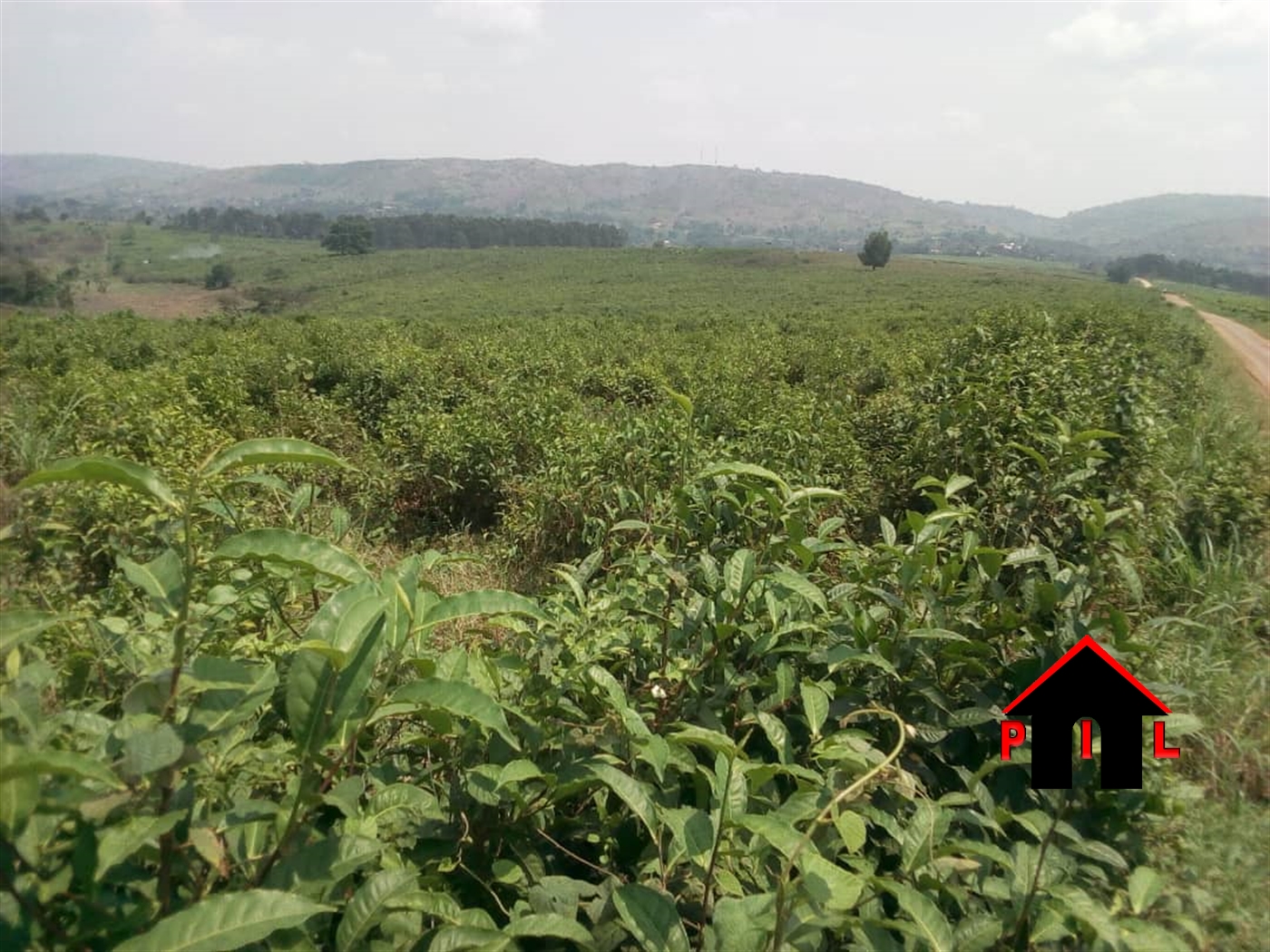 Agricultural Land for sale in Kapeeka Nakaseke