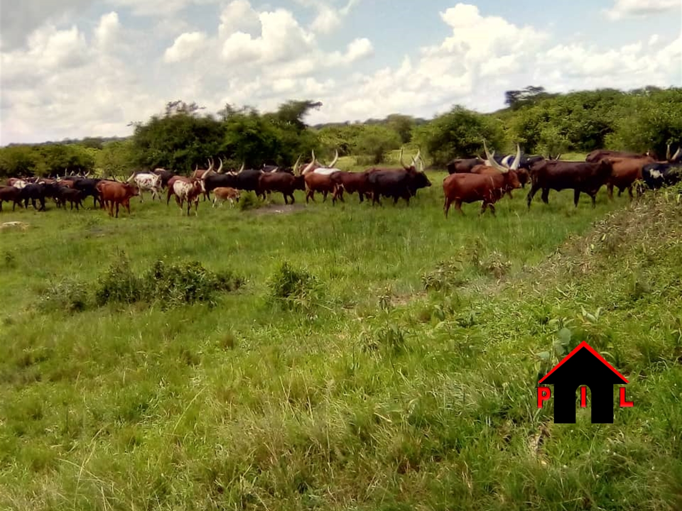 Agricultural Land for sale in Gomba Masaka