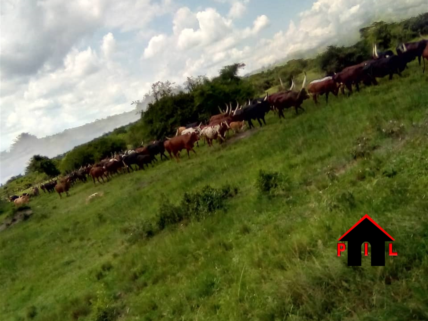 Agricultural Land for sale in Gomba Masaka