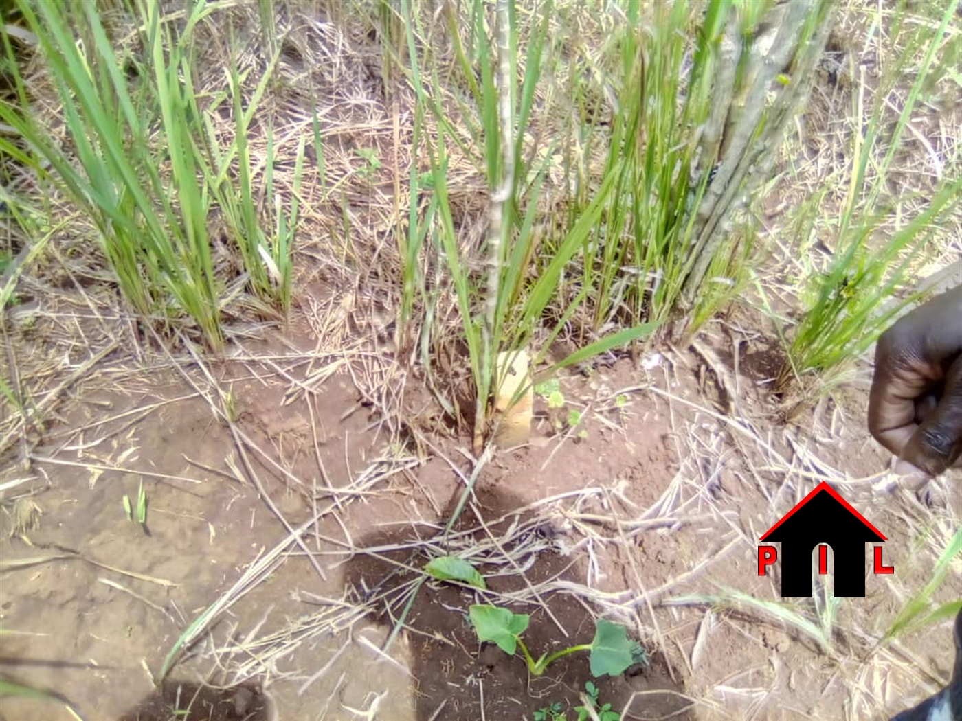 Agricultural Land for sale in Bulele Buyikwe