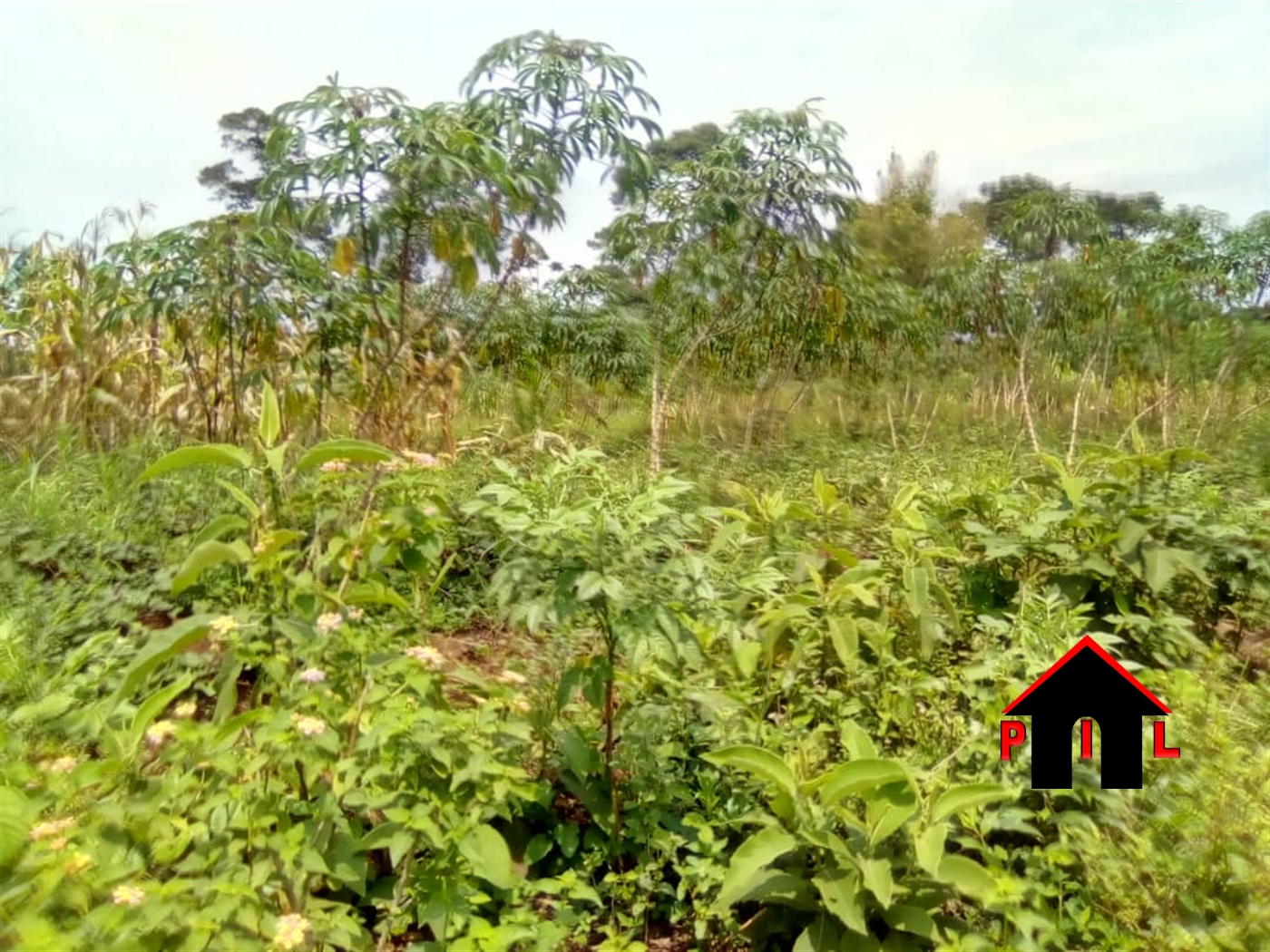 Agricultural Land for sale in Gulama Buyikwe