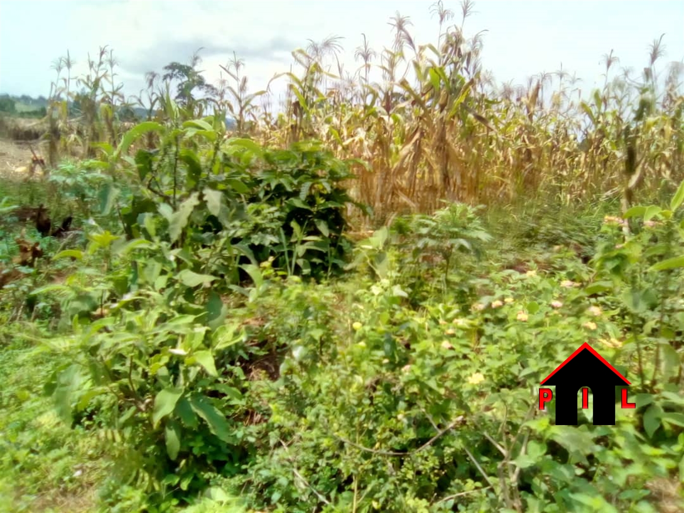 Agricultural Land for sale in Gulama Buyikwe