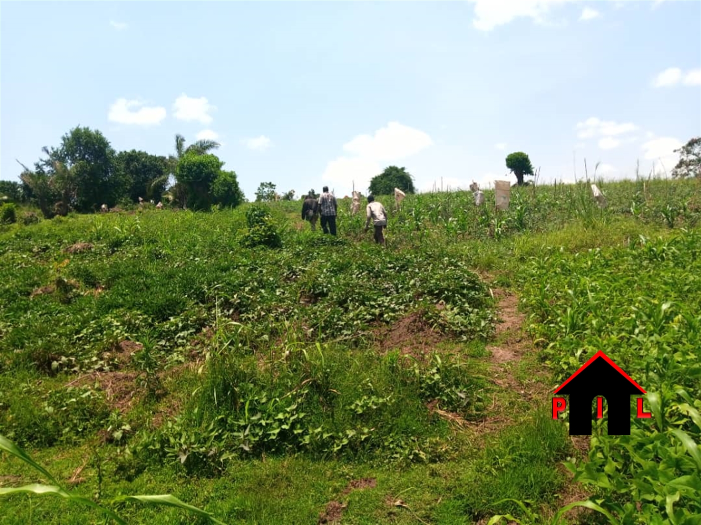 Residential Land for sale in Nkumba Wakiso