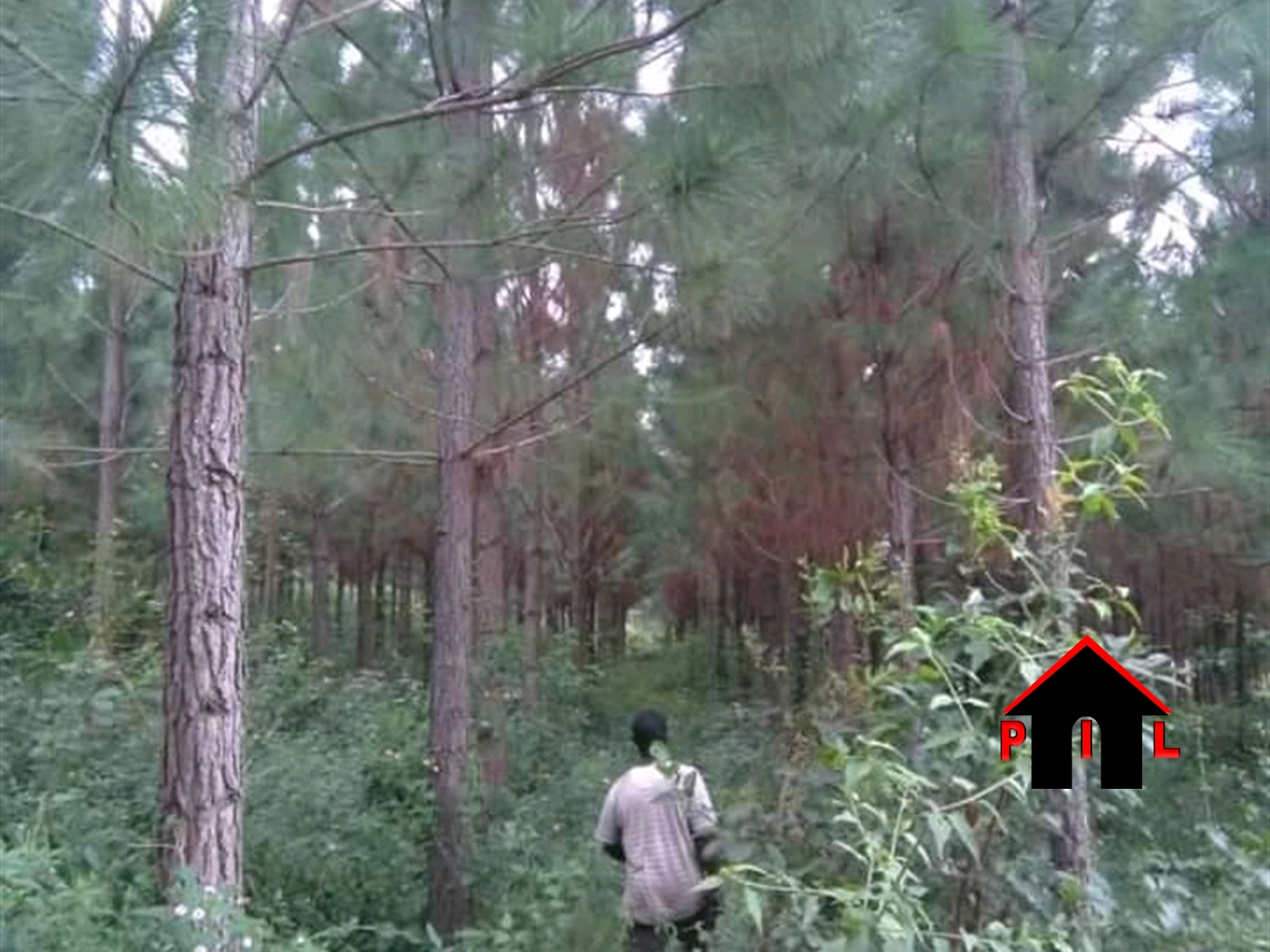 Agricultural Land for sale in Lwamata Kiboga