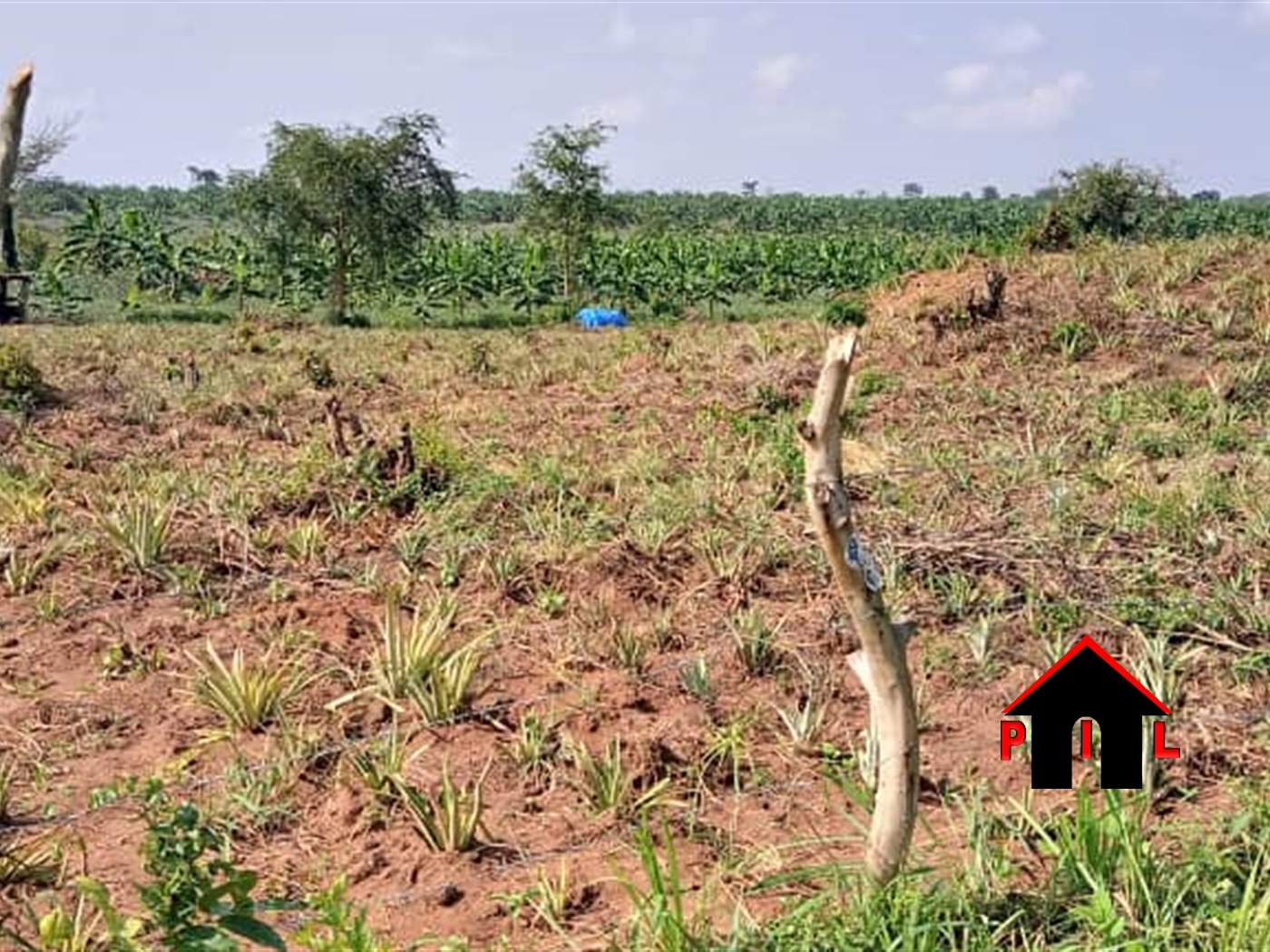 Agricultural Land for sale in Kaweweta Nakaseke