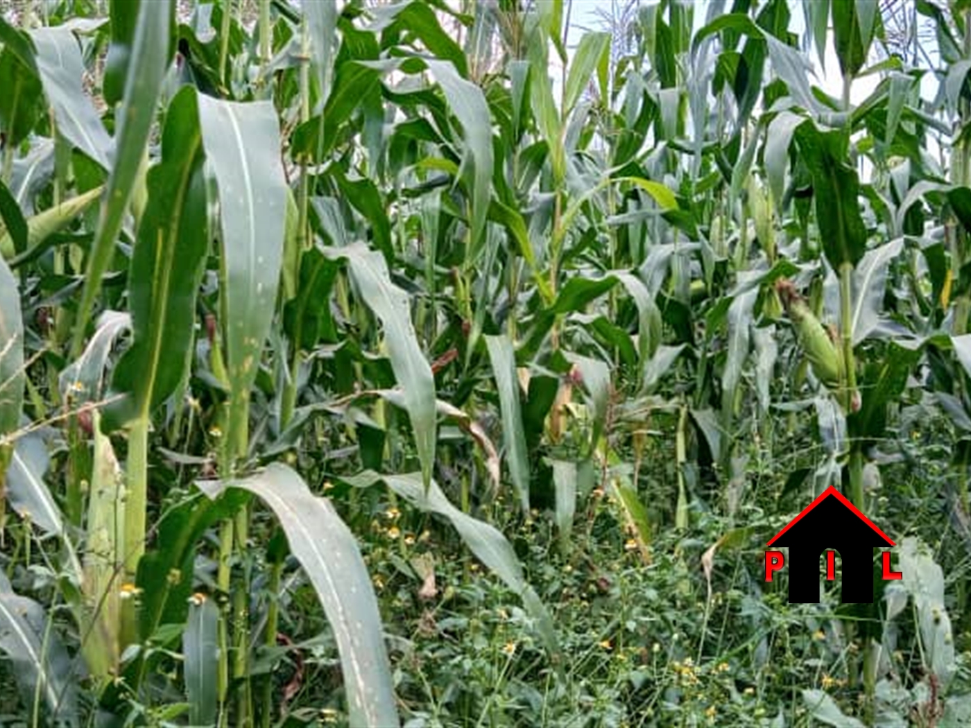 Agricultural Land for sale in Butalangu Nakaseke