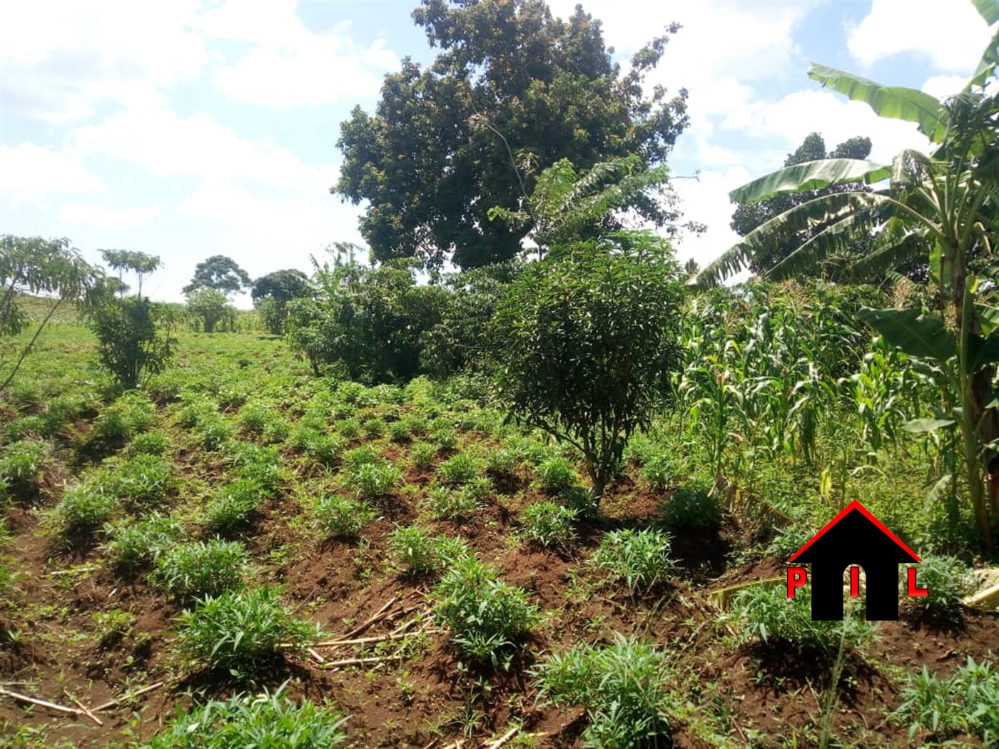 Agricultural Land for sale in Kisozi Kamuli