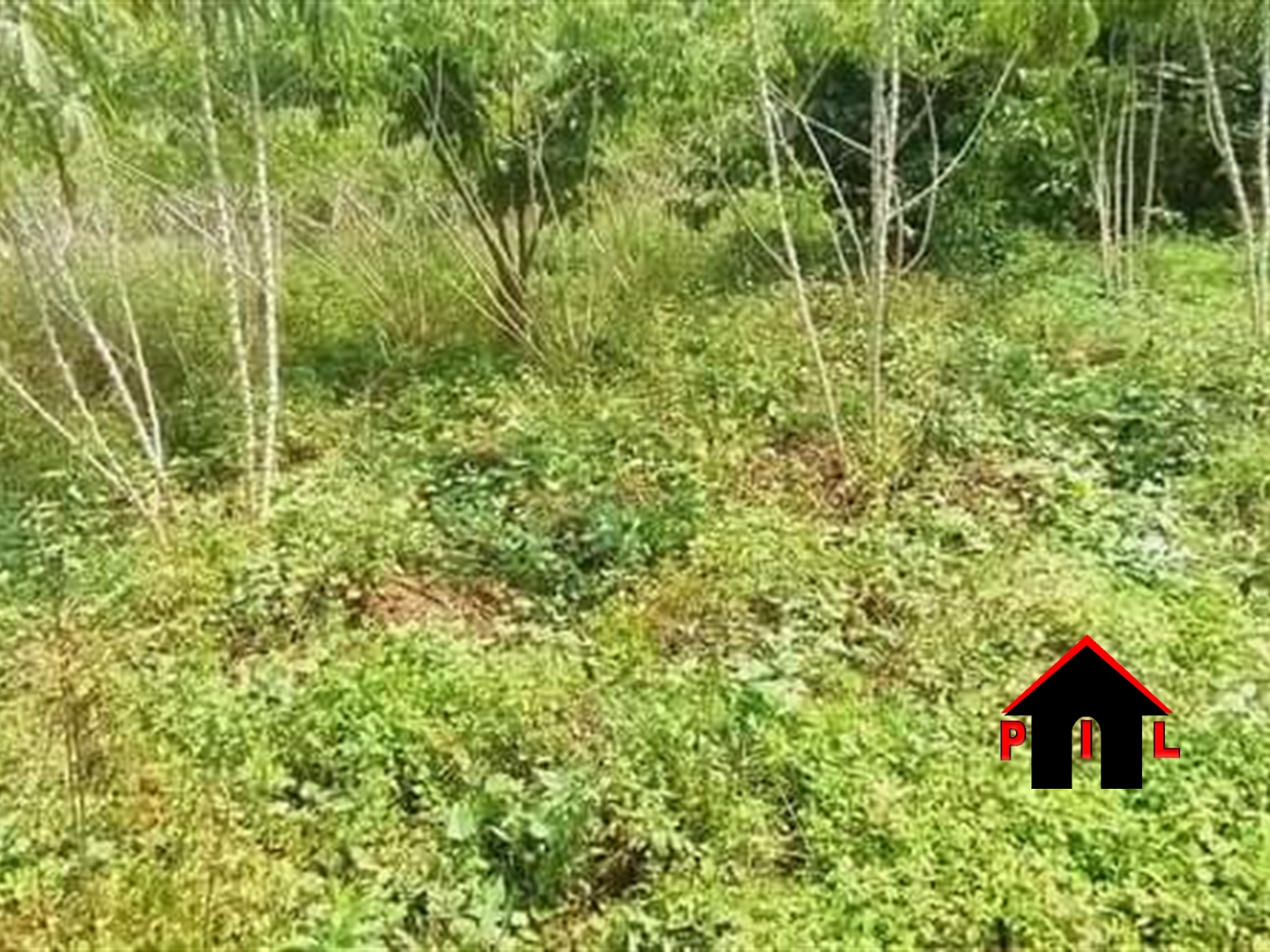 Agricultural Land for sale in Ngogwe Buyikwe