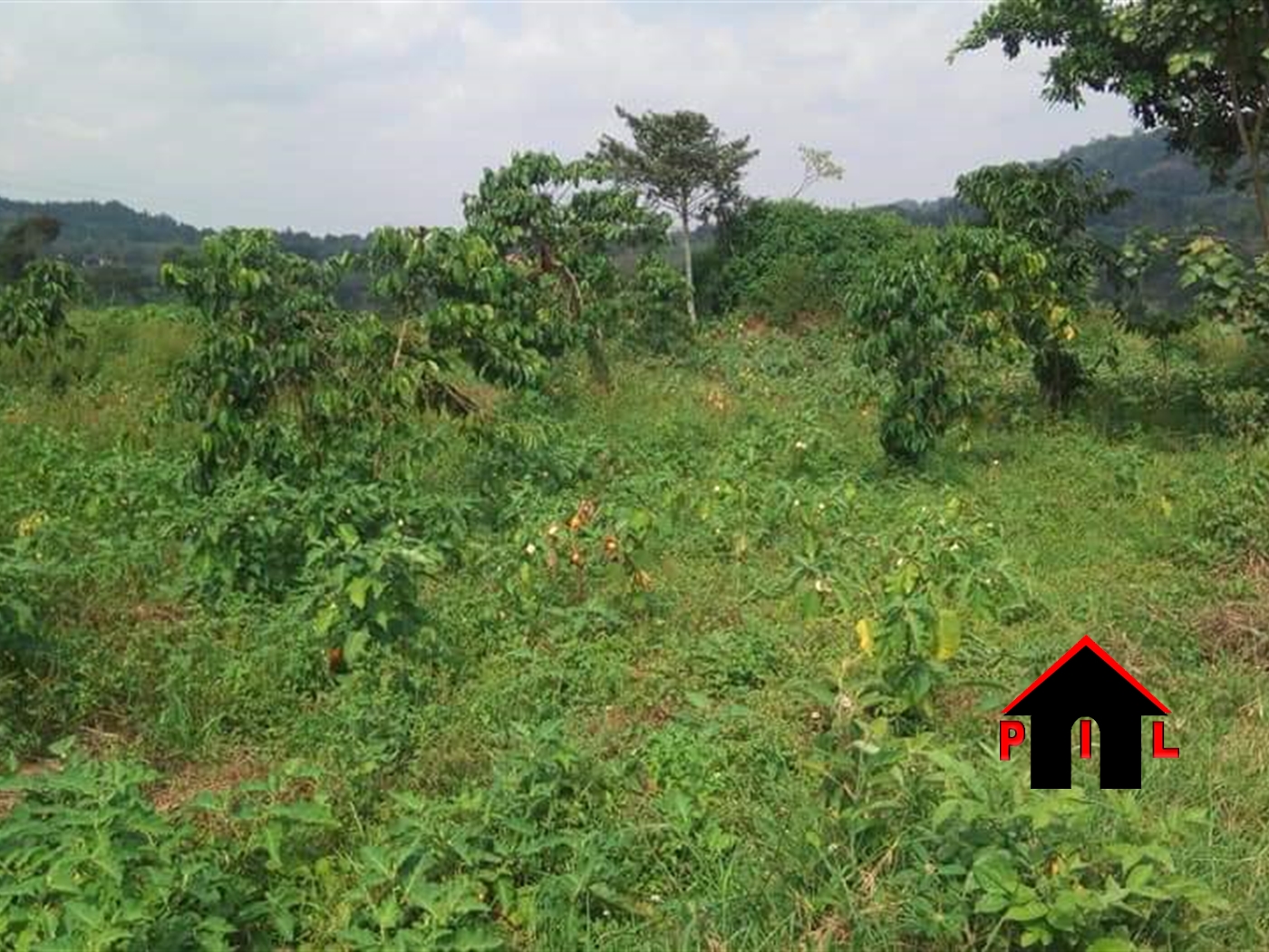 Agricultural Land for sale in Mpambire Mpigi