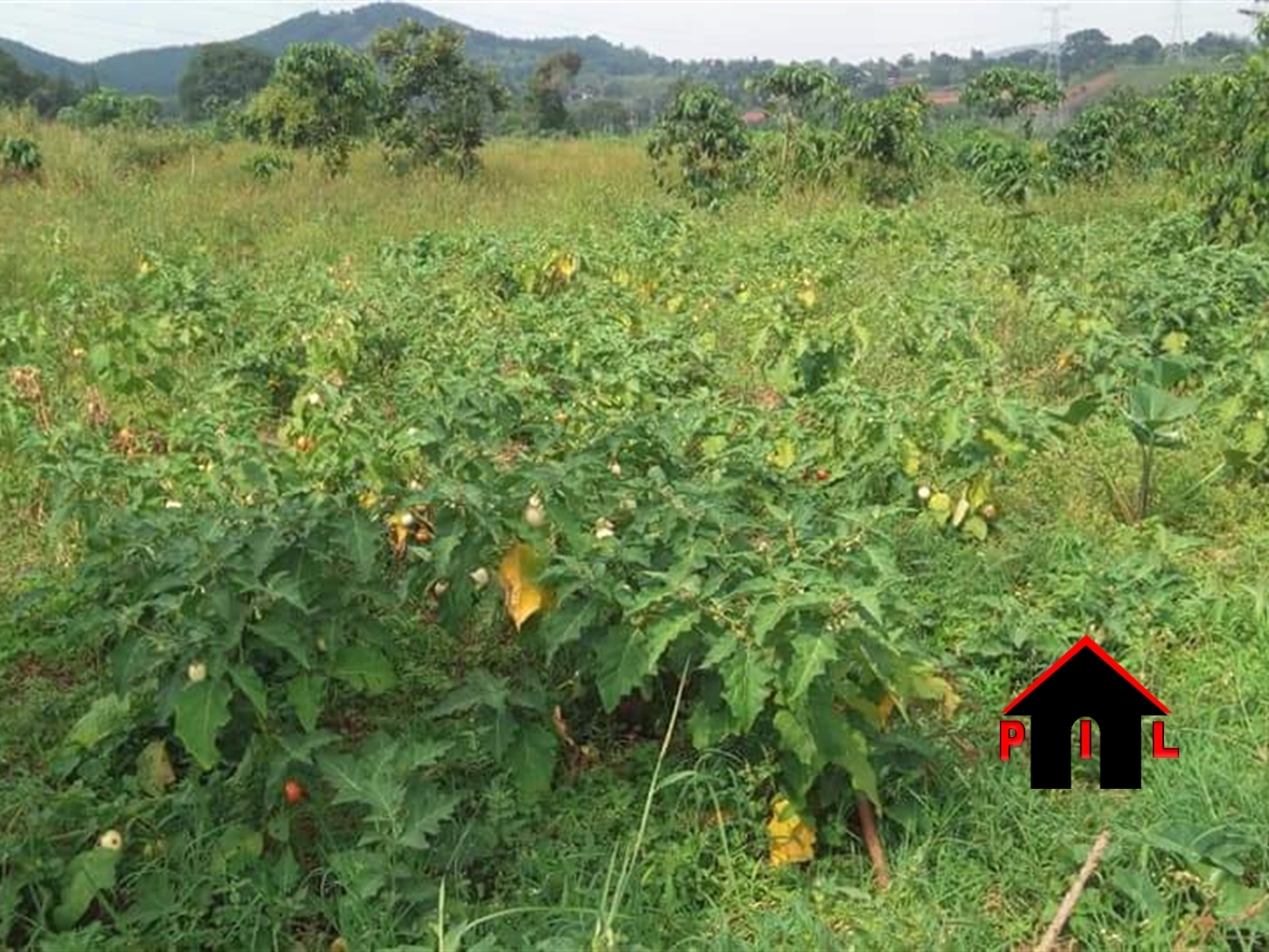 Agricultural Land for sale in Mpambire Mpigi
