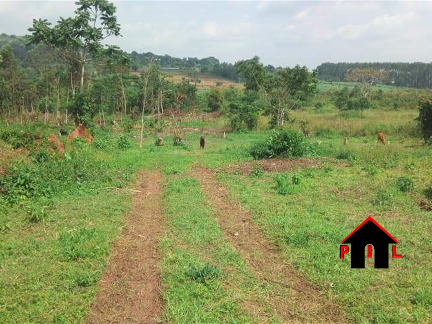 Agricultural Land for sale in Mpambire Mpigi