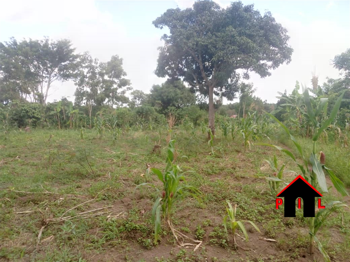Agricultural Land for sale in Lukomera Luweero
