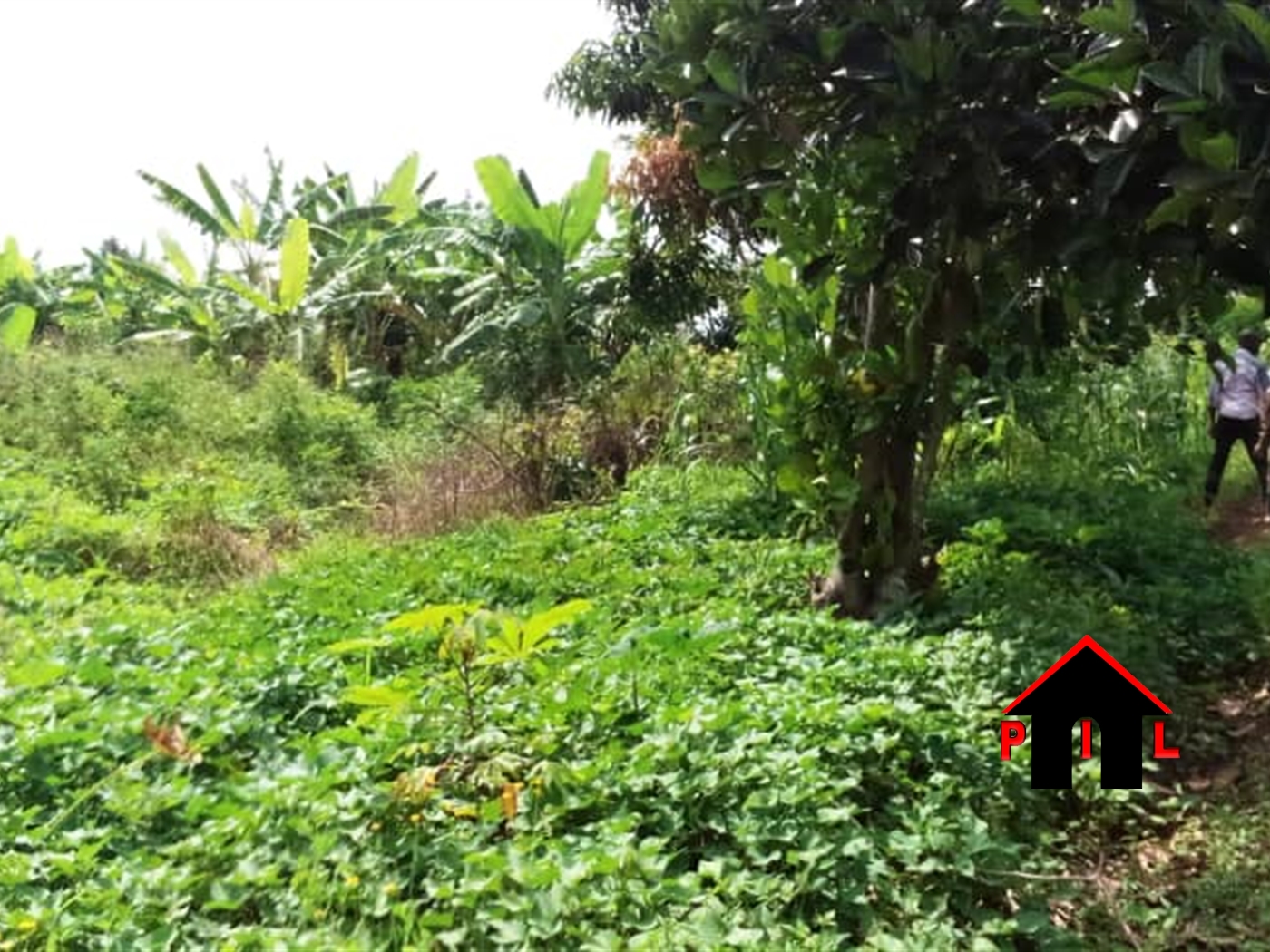 Commercial Land for sale in Namawojja Luweero