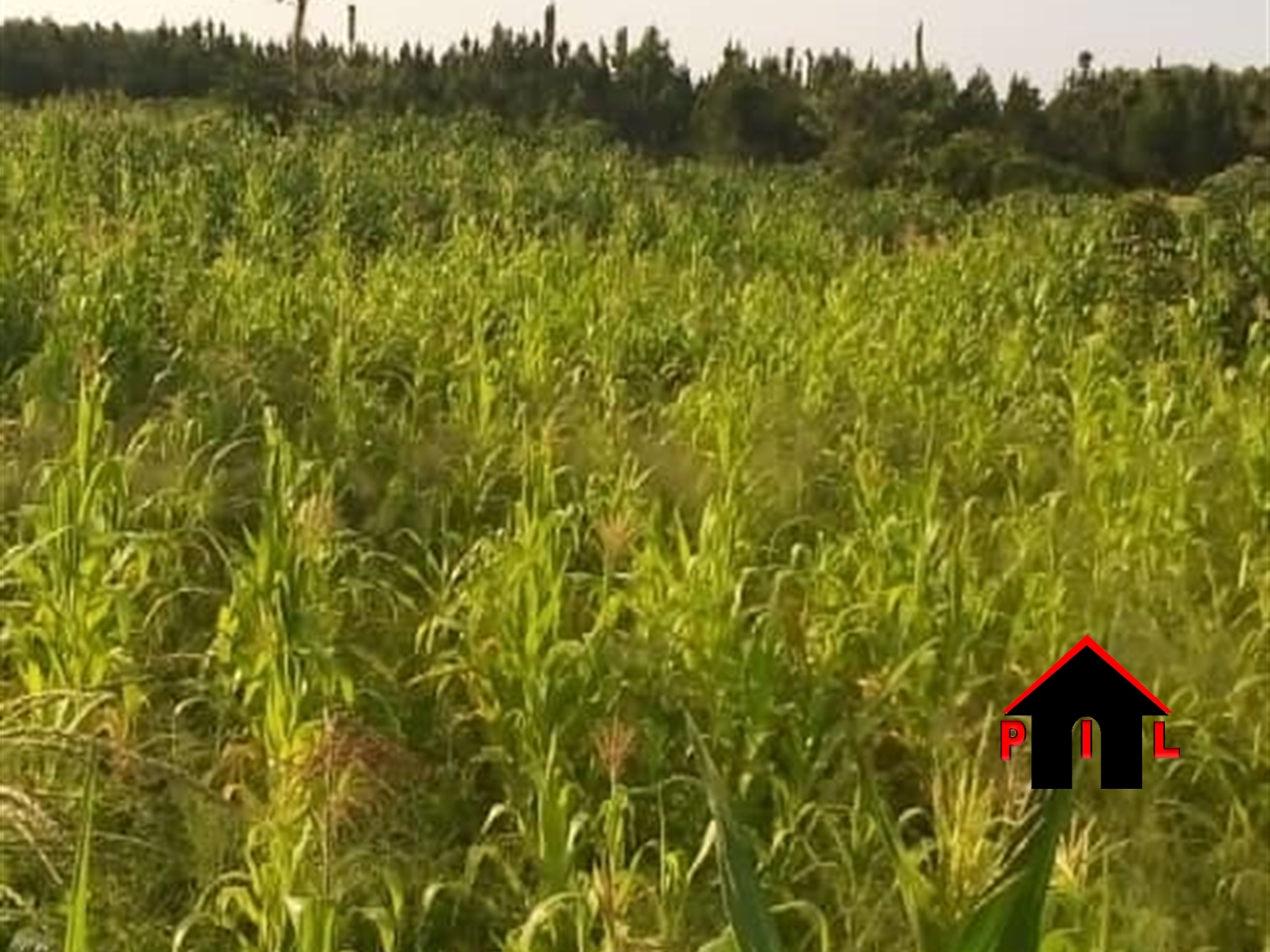 Agricultural Land for sale in Kamila Luweero