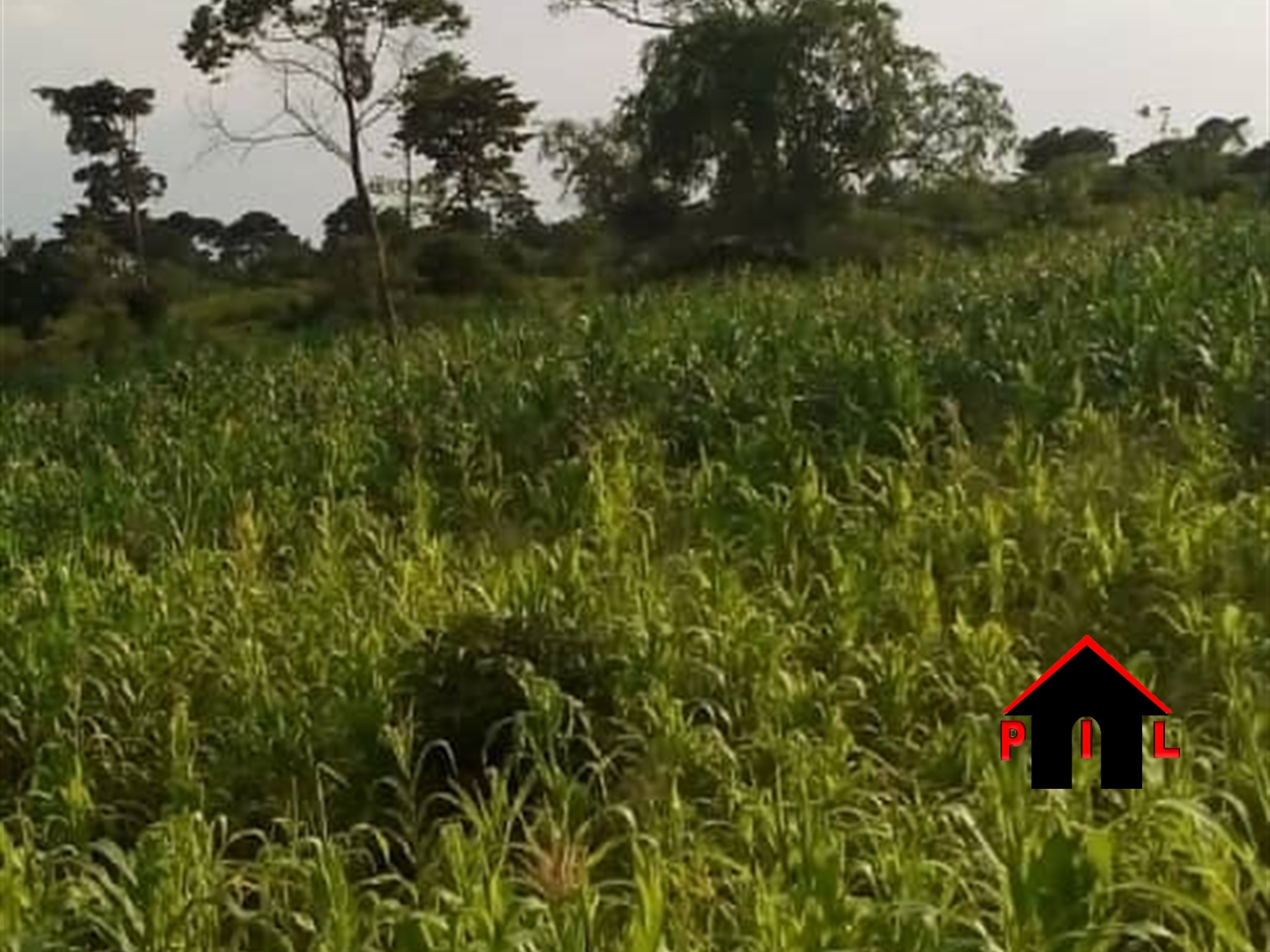 Agricultural Land for sale in Kamila Luweero