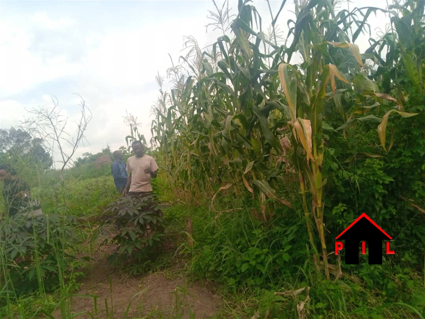 Agricultural Land for sale in Dekabusa Luweero