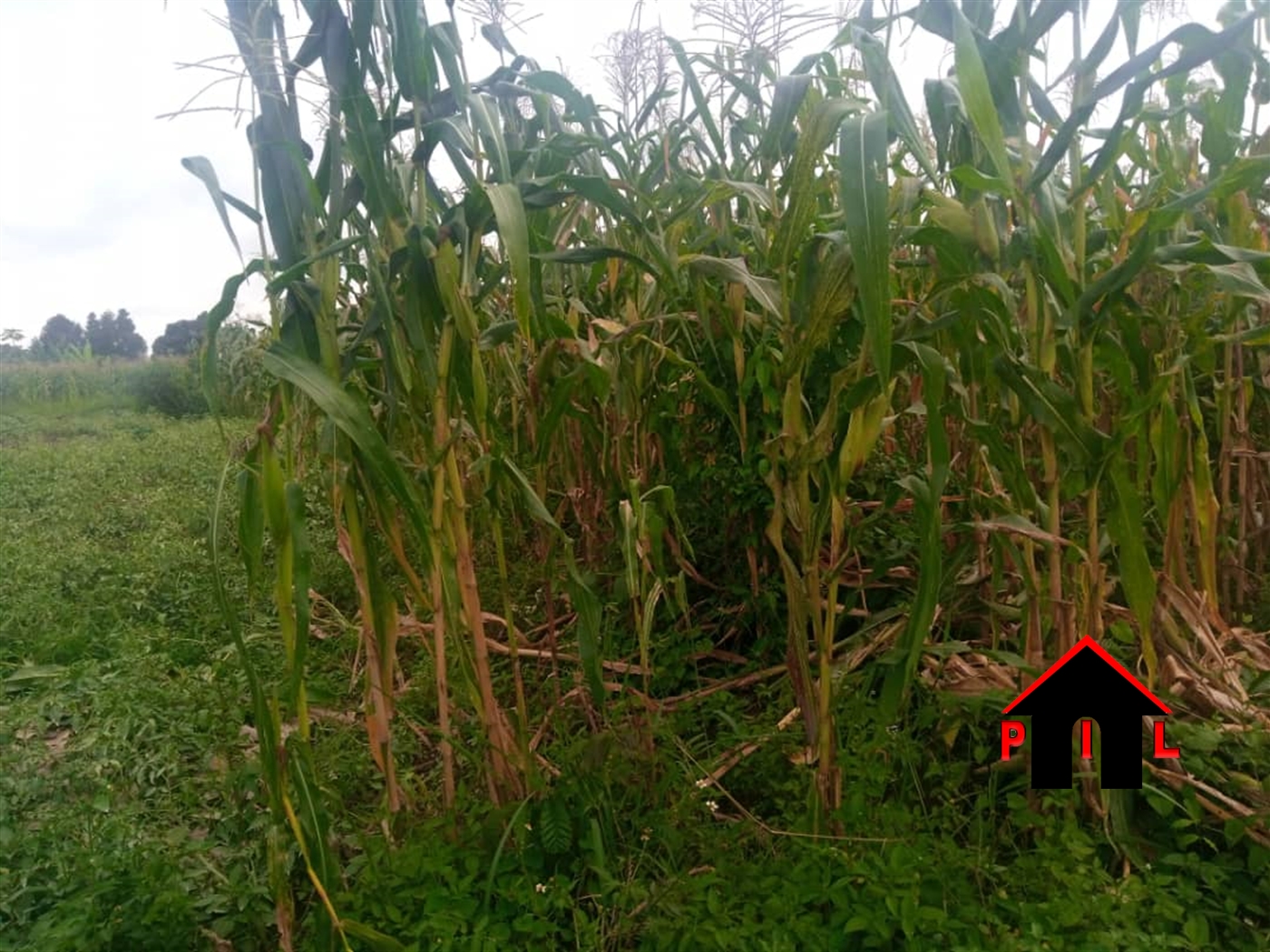 Agricultural Land for sale in Dekabusa Luweero