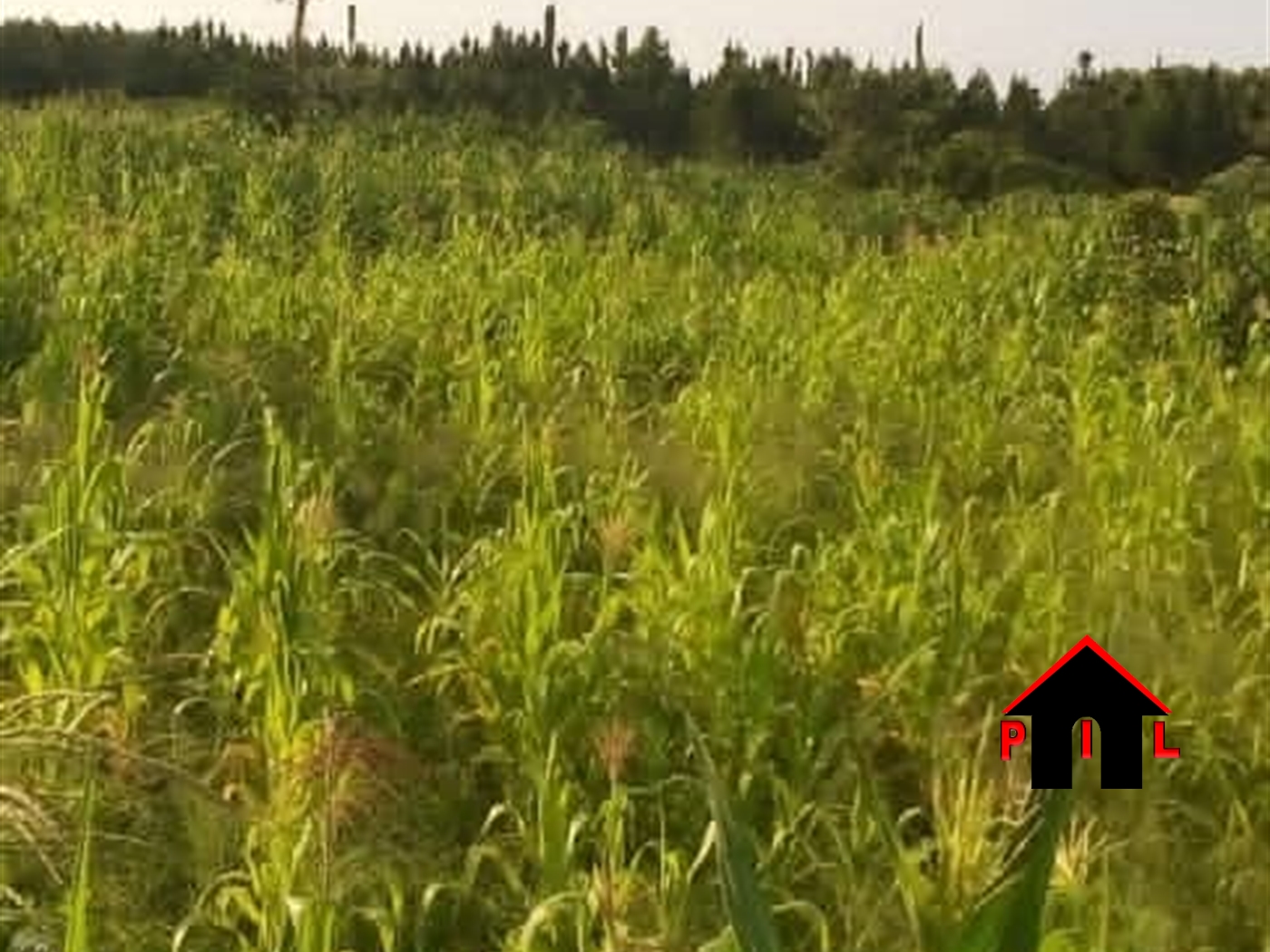 Agricultural Land for sale in Kasana Luweero