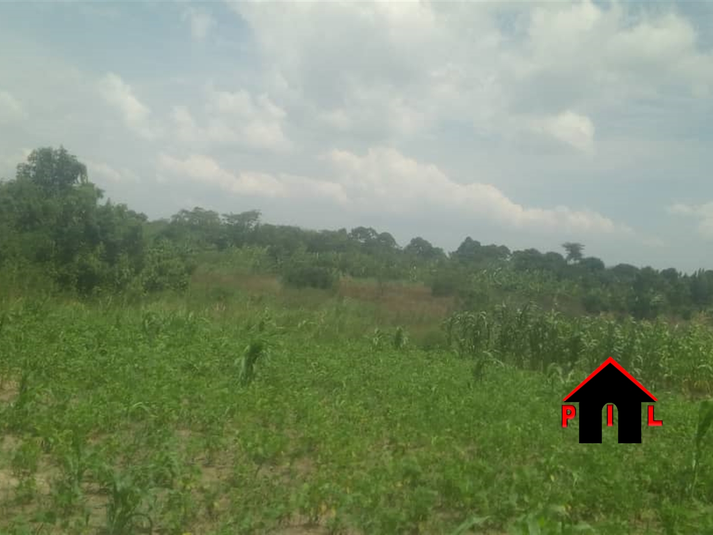 Agricultural Land for sale in Ziloobwe Luweero