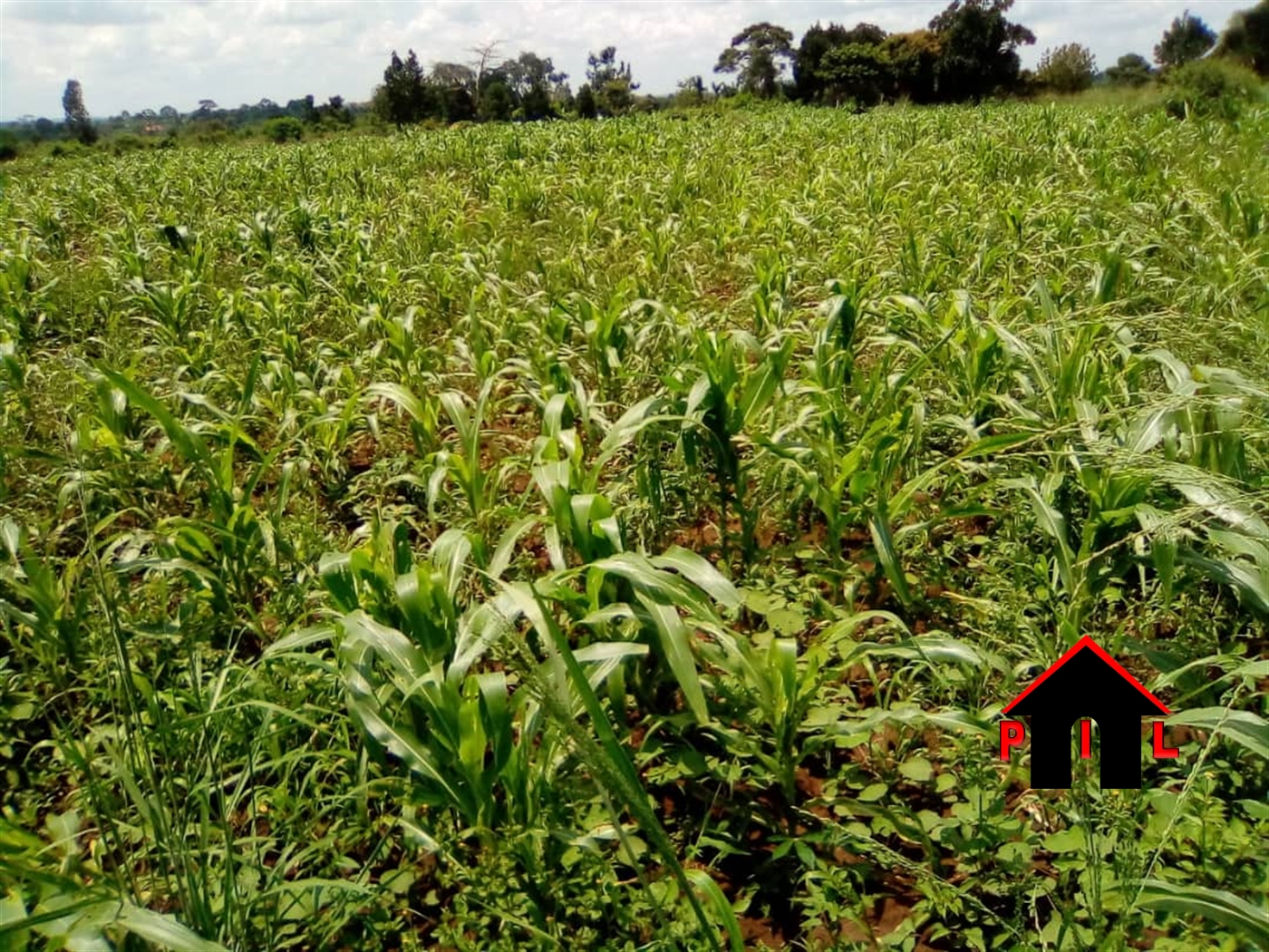 Agricultural Land for sale in Nalongo Luweero