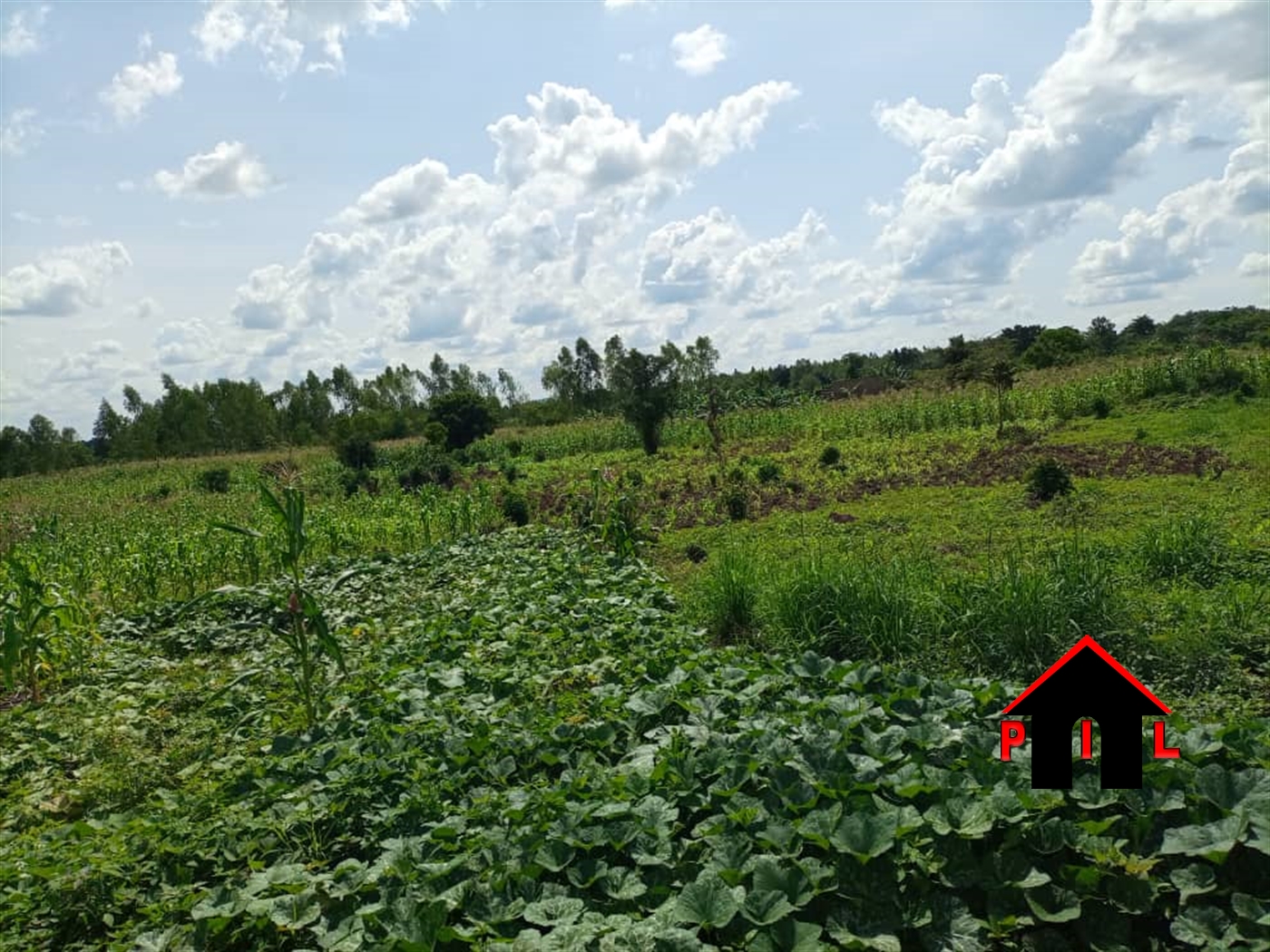 Agricultural Land for sale in Ziloobwe Luweero