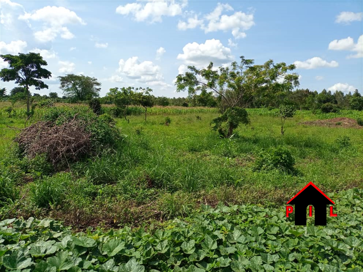 Agricultural Land for sale in Ziloobwe Luweero