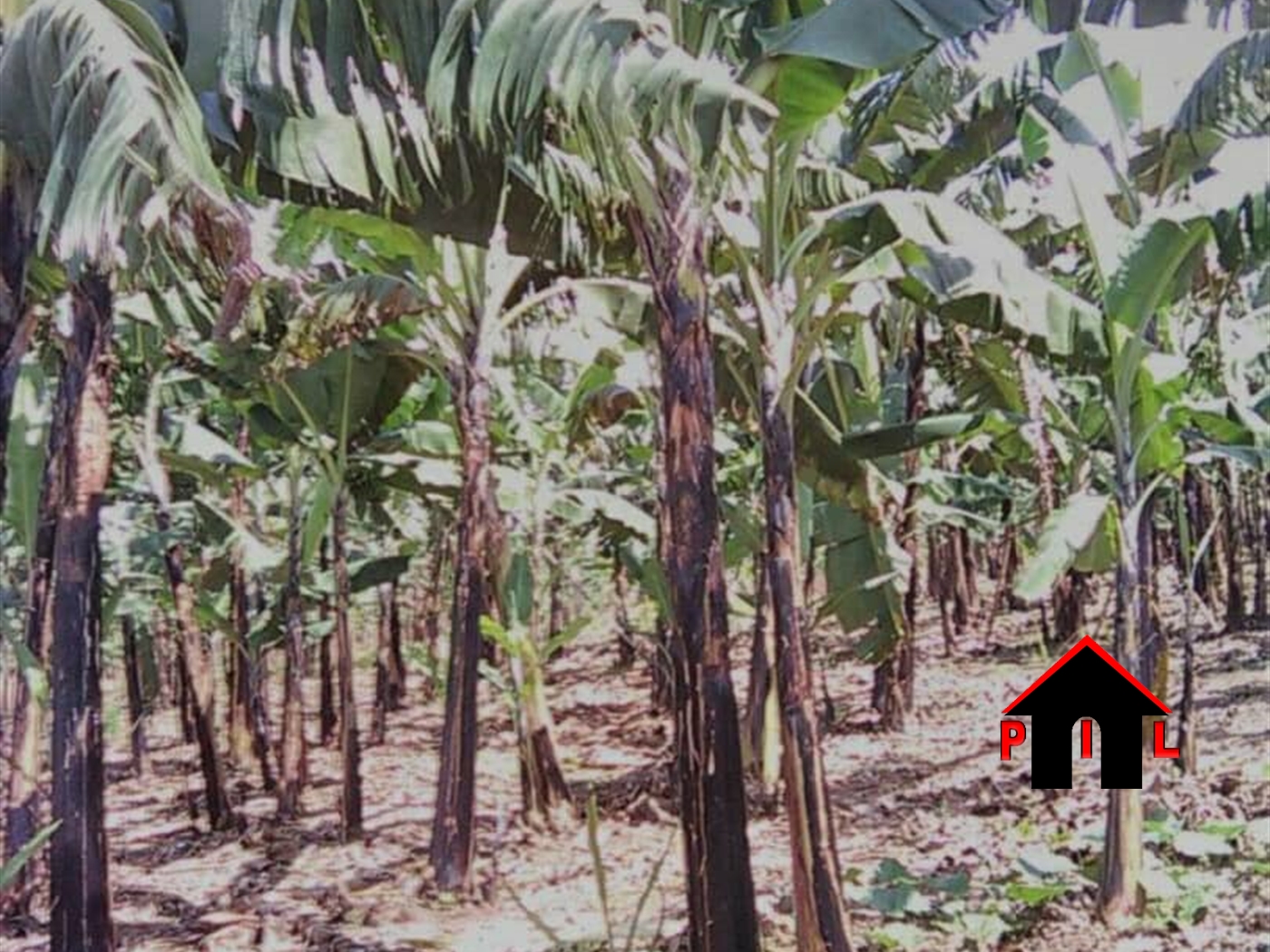 Agricultural Land for sale in Kassanda Mubende