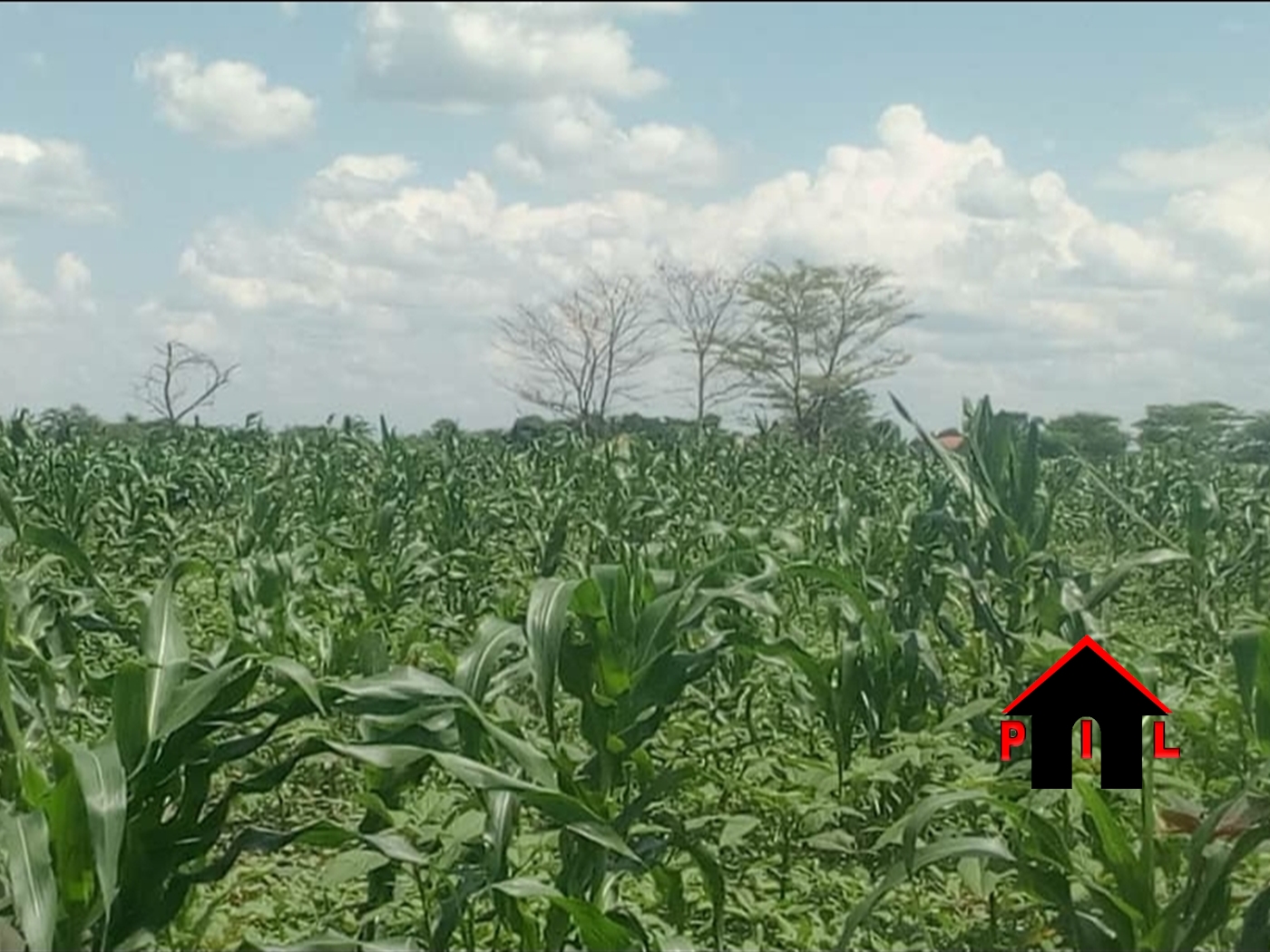 Agricultural Land for sale in Kassanda Mubende