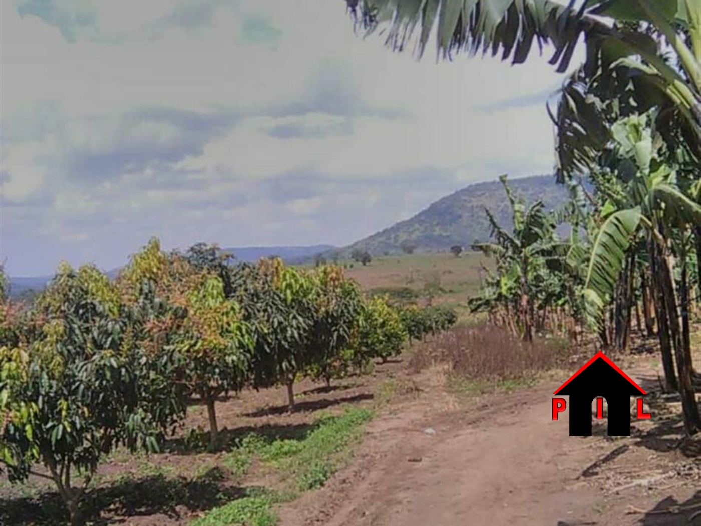 Agricultural Land for sale in Kassanda Mubende