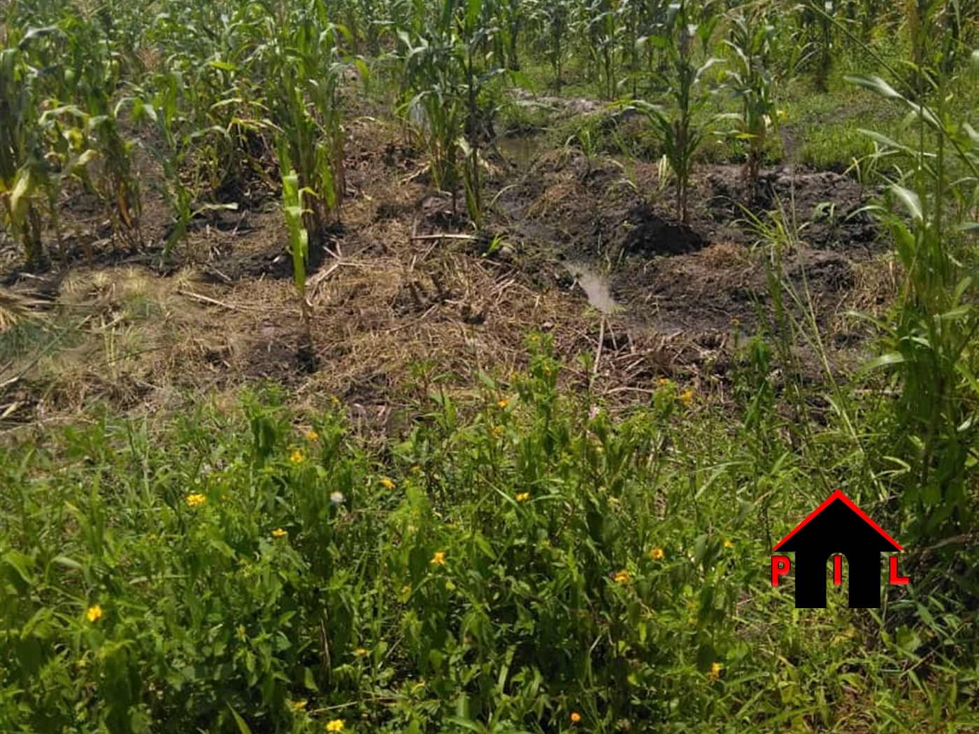 Agricultural Land for sale in Kanyanda Nakaseke