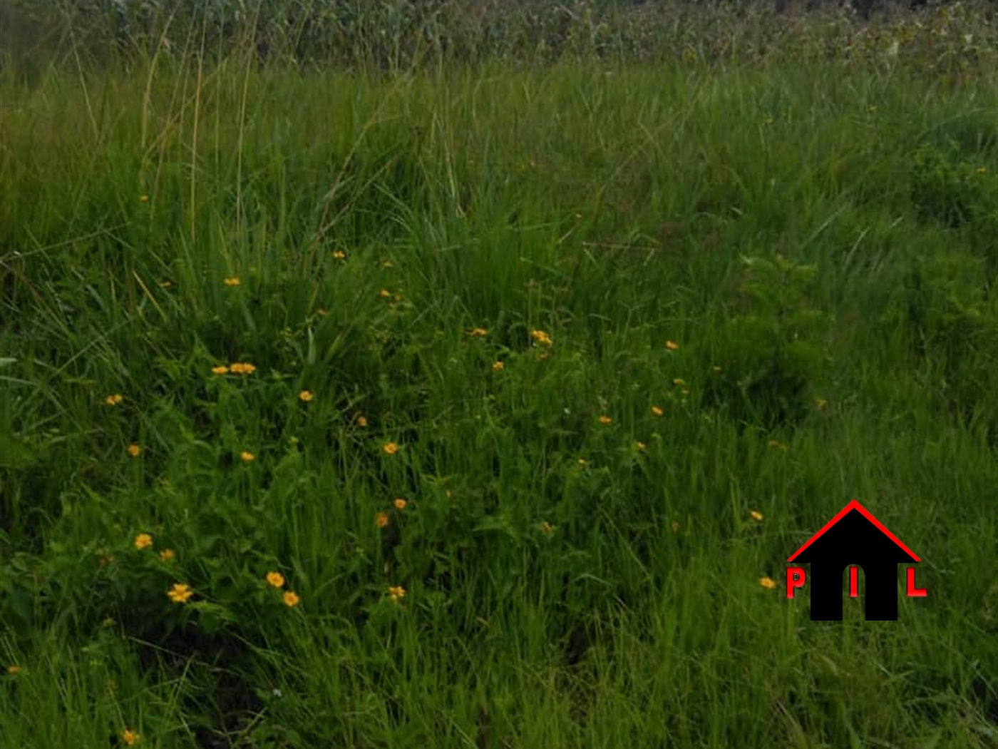 Agricultural Land for sale in Kanyanda Nakaseke