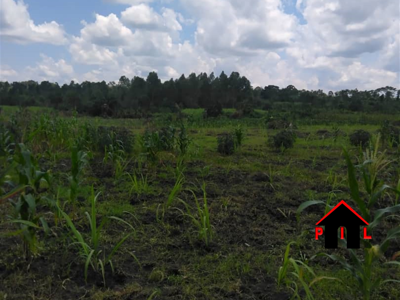 Agricultural Land for sale in Kanyanda Nakaseke