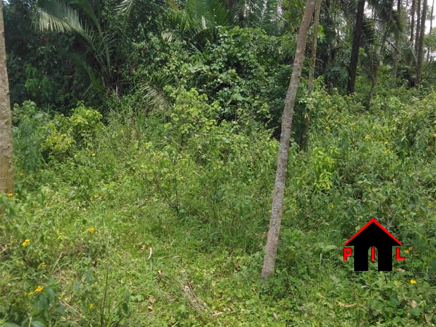 Agricultural Land for sale in Kanyanda Nakaseke