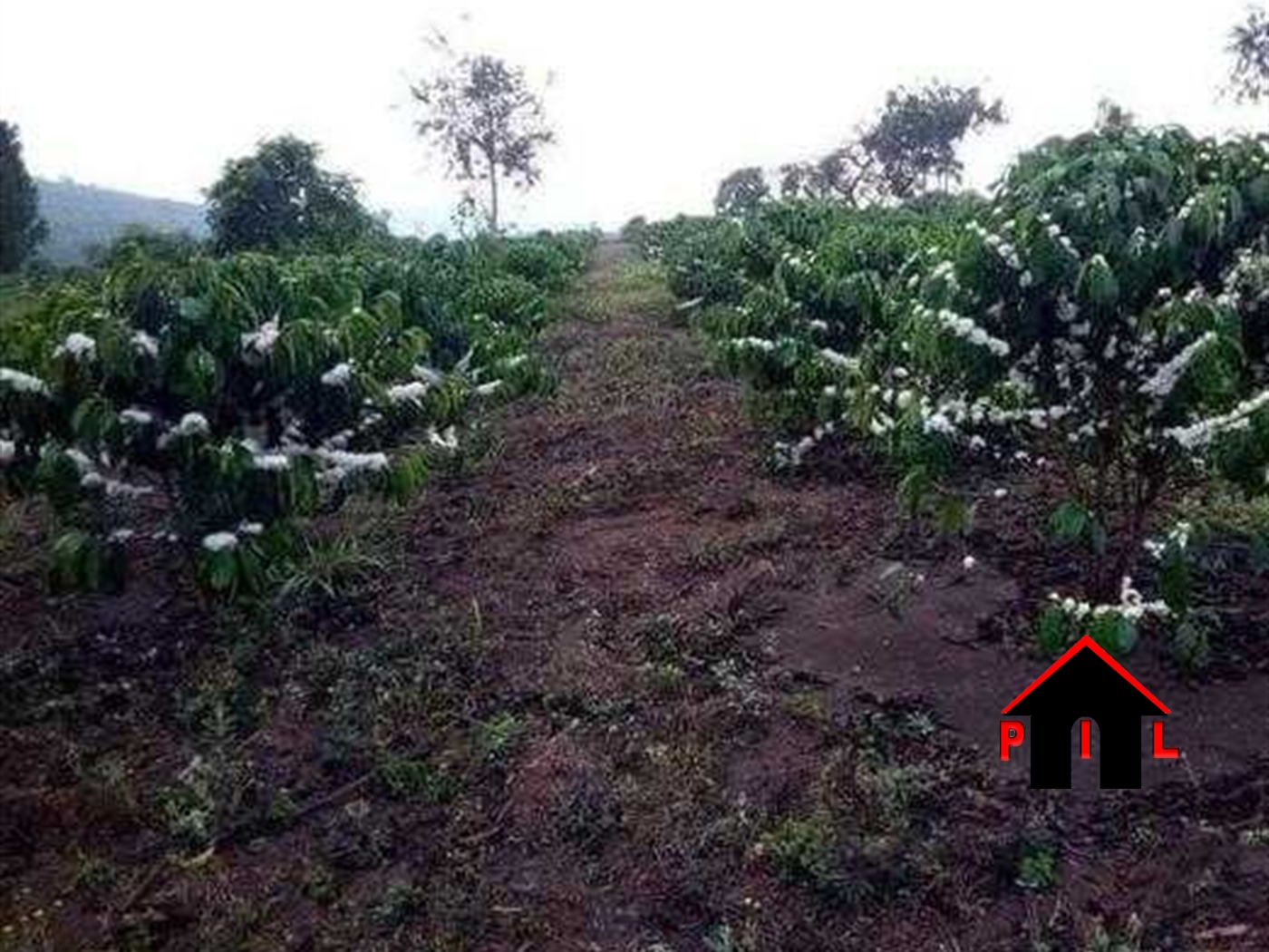 Agricultural Land for sale in Gambwa Mityana