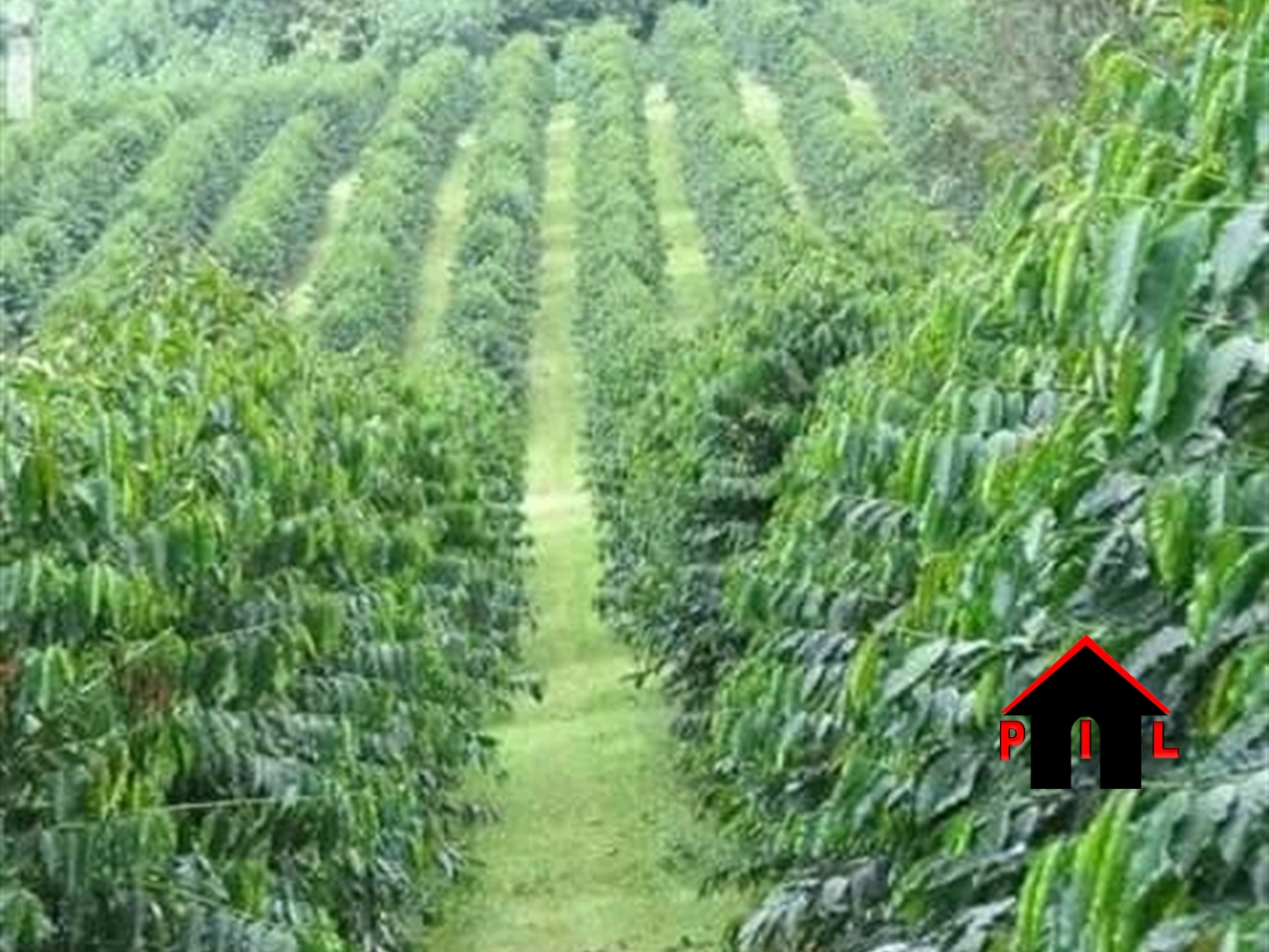 Agricultural Land for sale in Gambwa Mityana