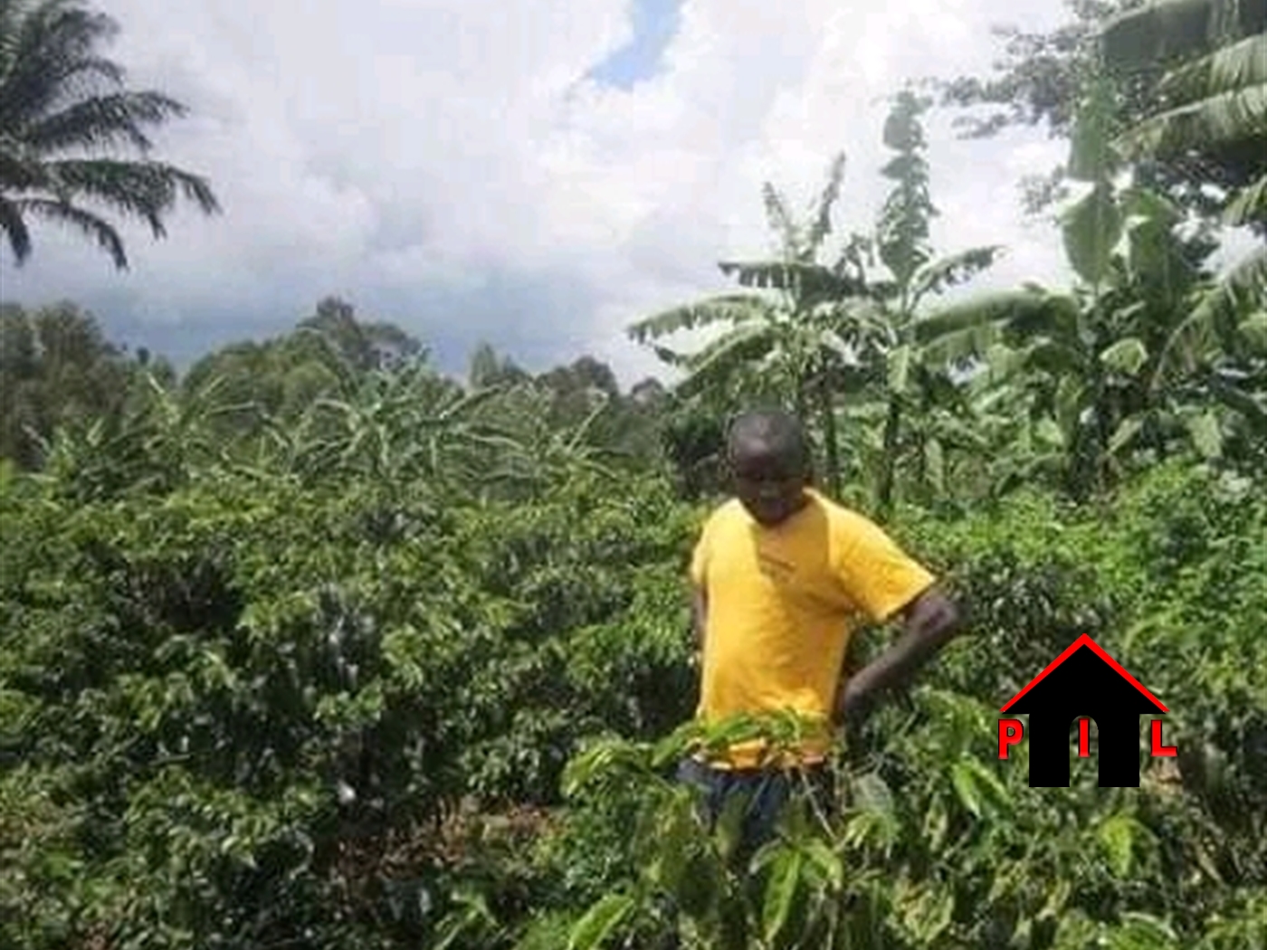 Agricultural Land for sale in Gambwa Mityana