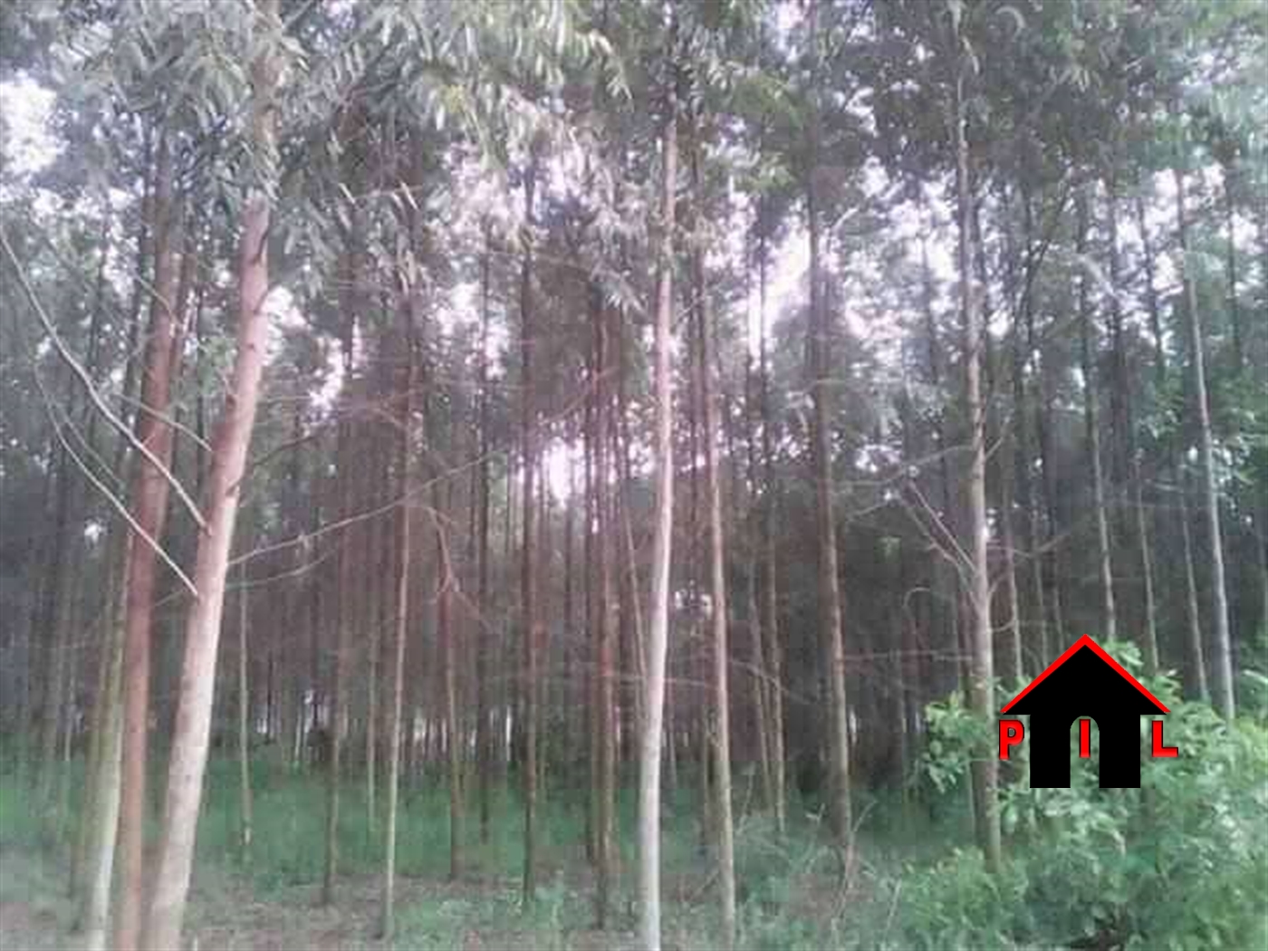 Agricultural Land for sale in Bulera Mityana