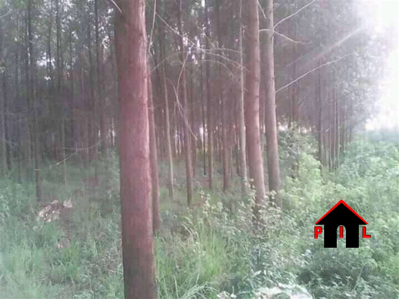 Agricultural Land for sale in Bulera Mityana