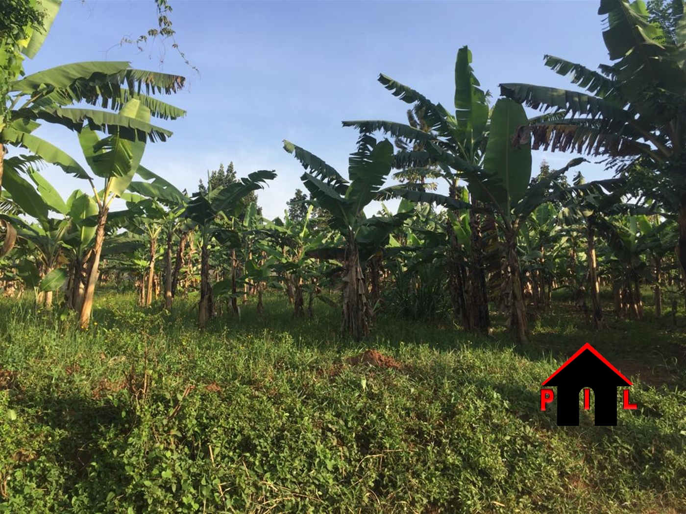 Agricultural Land for sale in Gomba Butambala